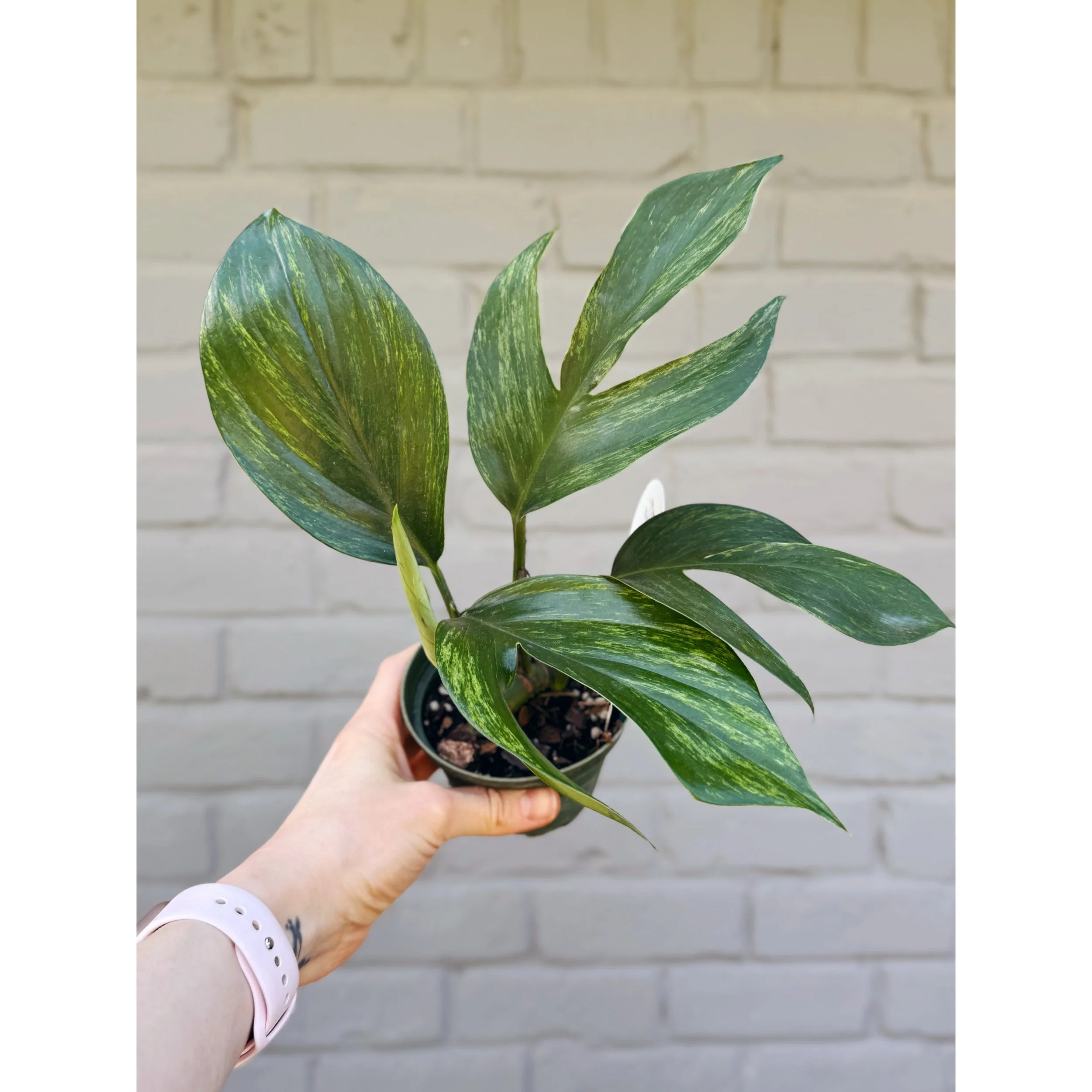 Rhaphidophora Decursiva Variegated 'Khaleesi'