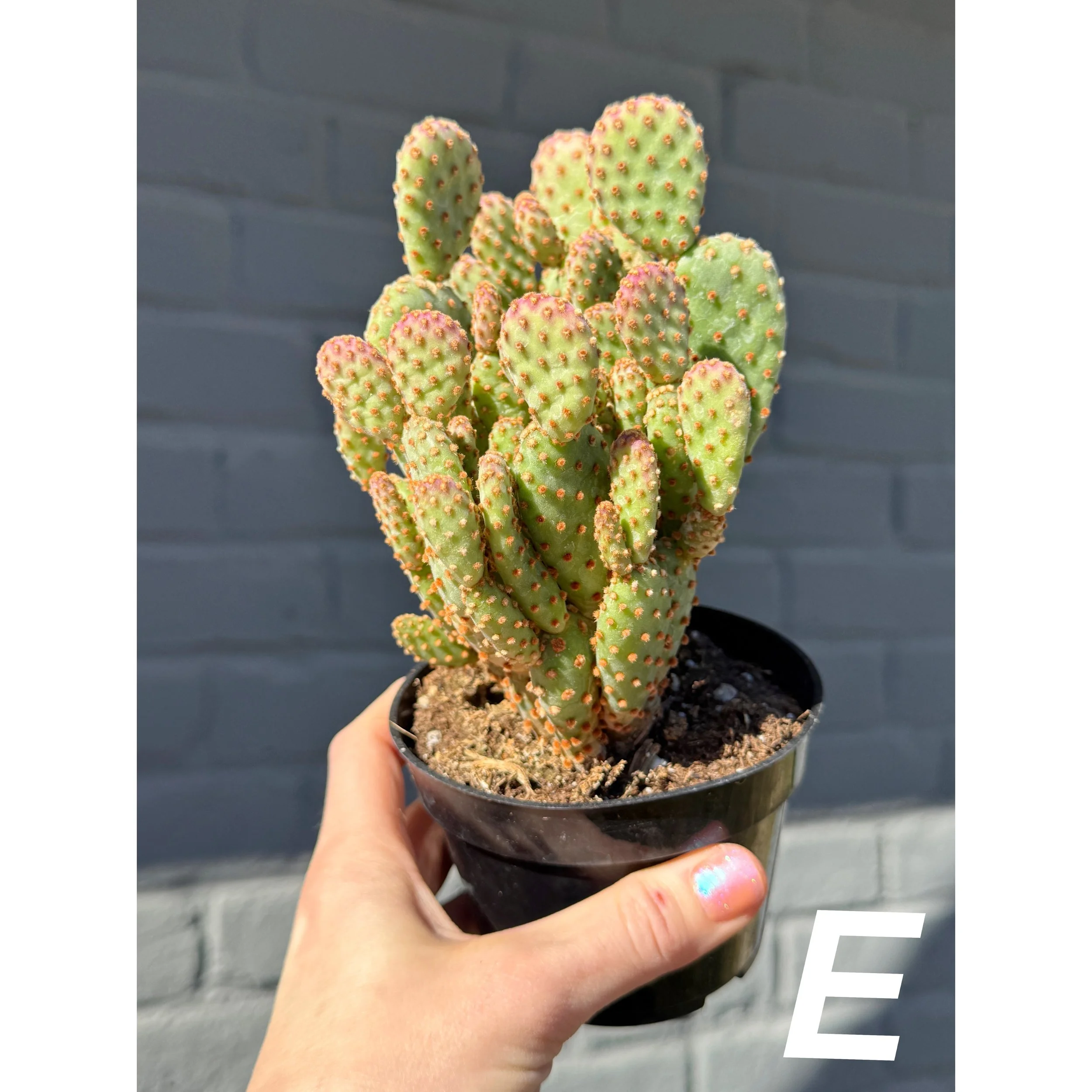Assorted Cactus 4"