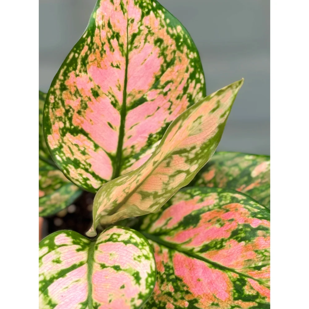 Aglaonema Hybrid Lady Valentine 4” Pink — Stayin' Alive Succulents