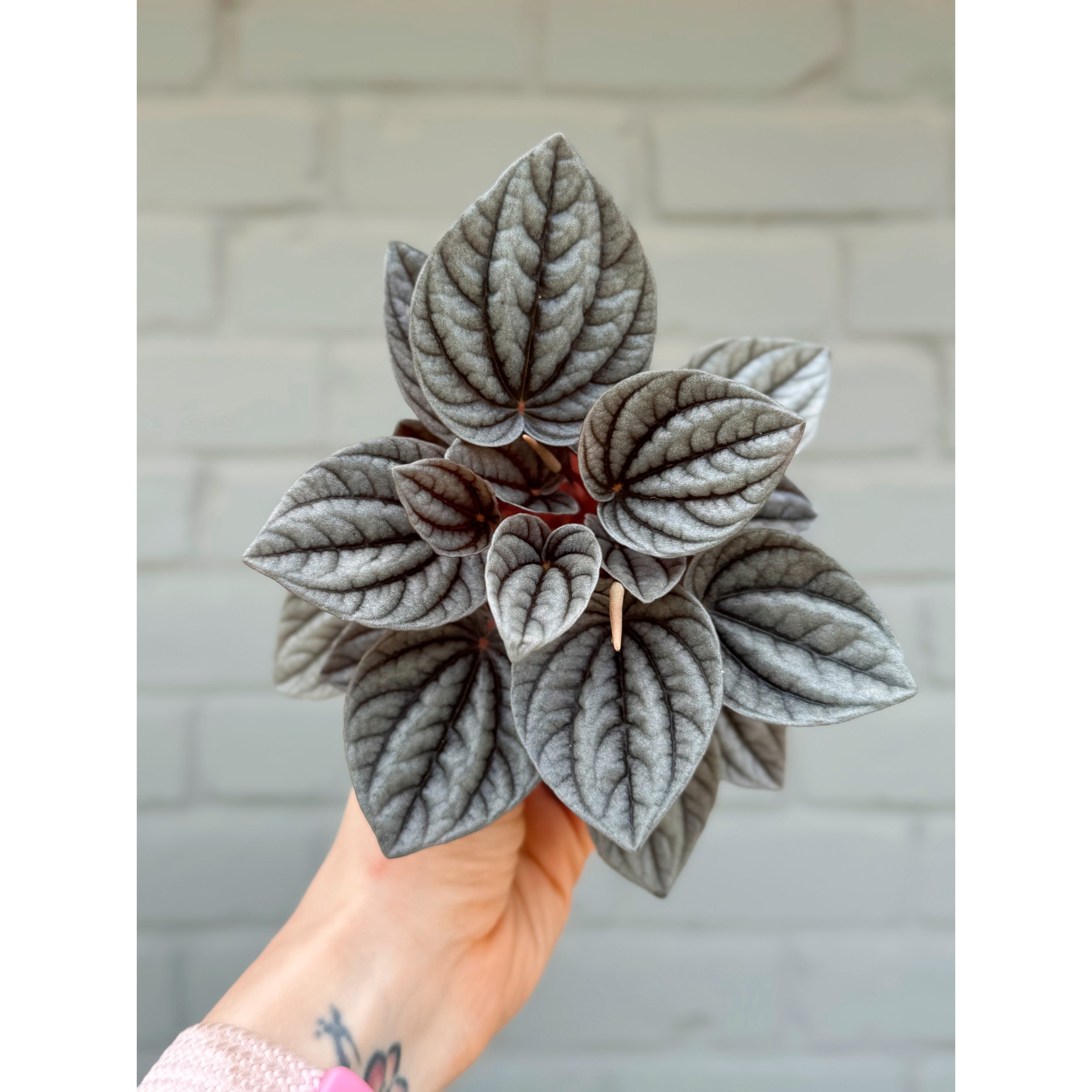 Peperomia Caperata 'Caracas'