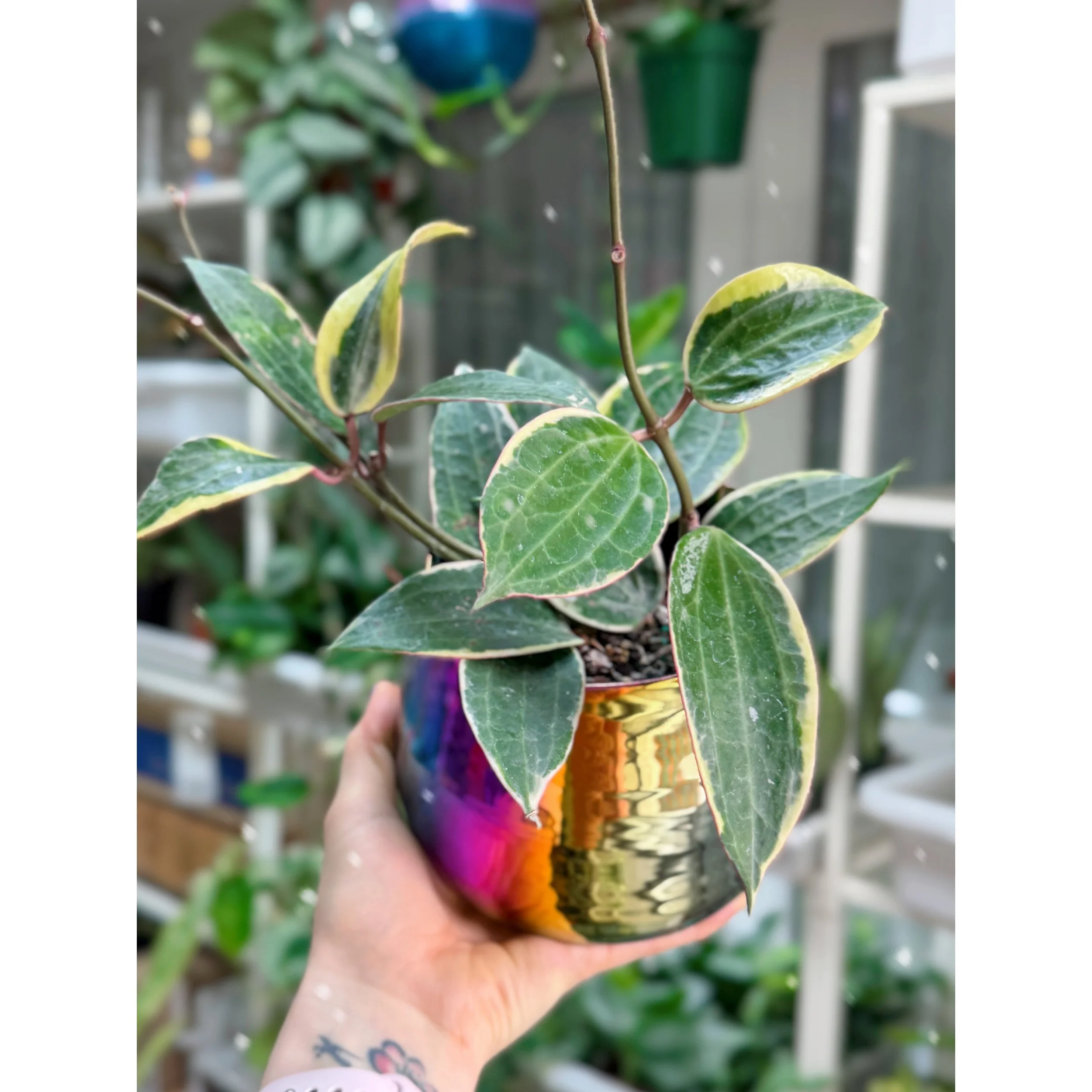 Hoya Macrophylla Variegata in Tegan Rainbow Pot