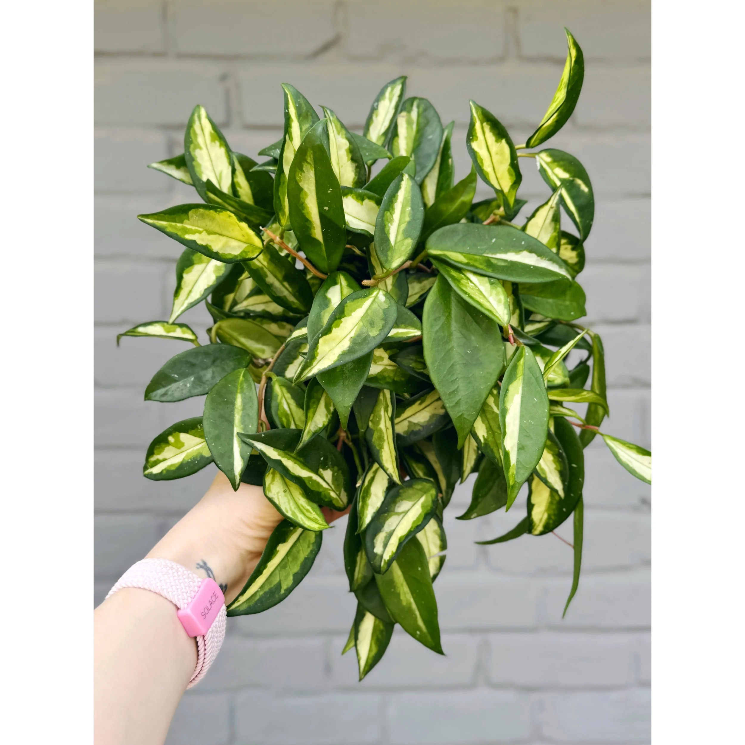 Hoya Carnosa Tricolor 'Krimson Princess' 6"