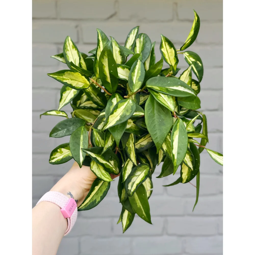 Hoya Carnosa Tricolor Krimson Princess — Stayin' Alive Succulents