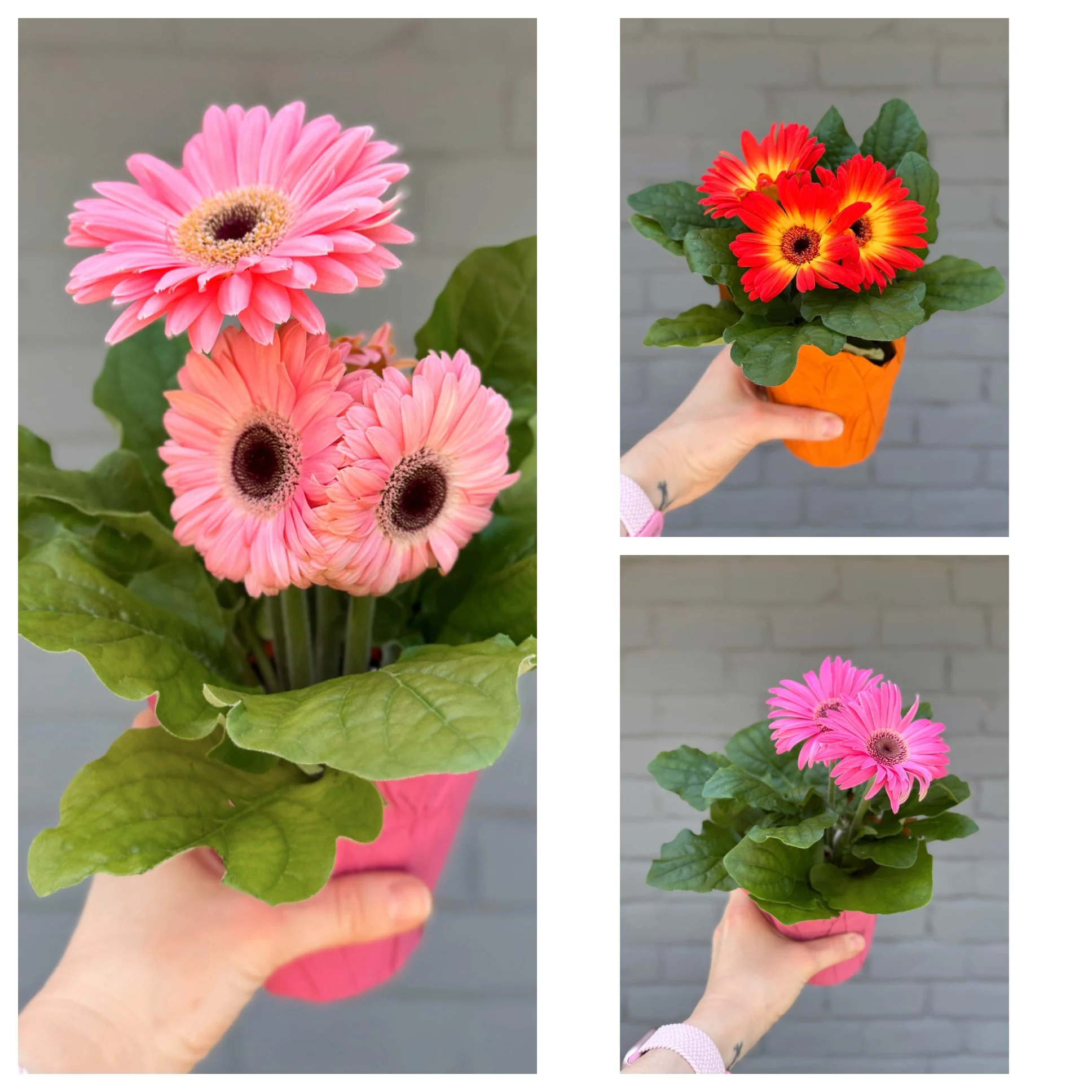 Gerbera Daisy Assorted 4.5"
