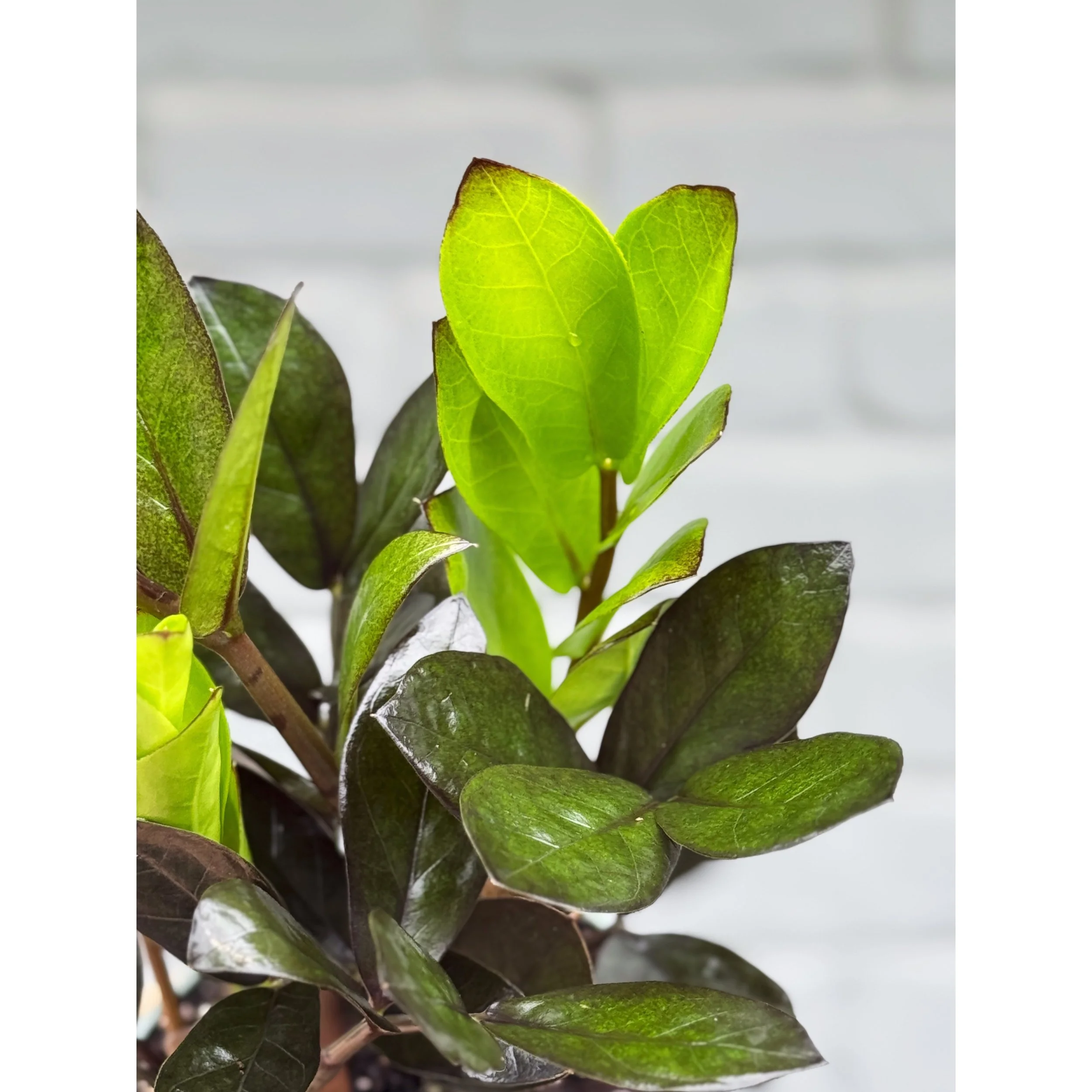 Raven ZZ Plant 'Black Queen'