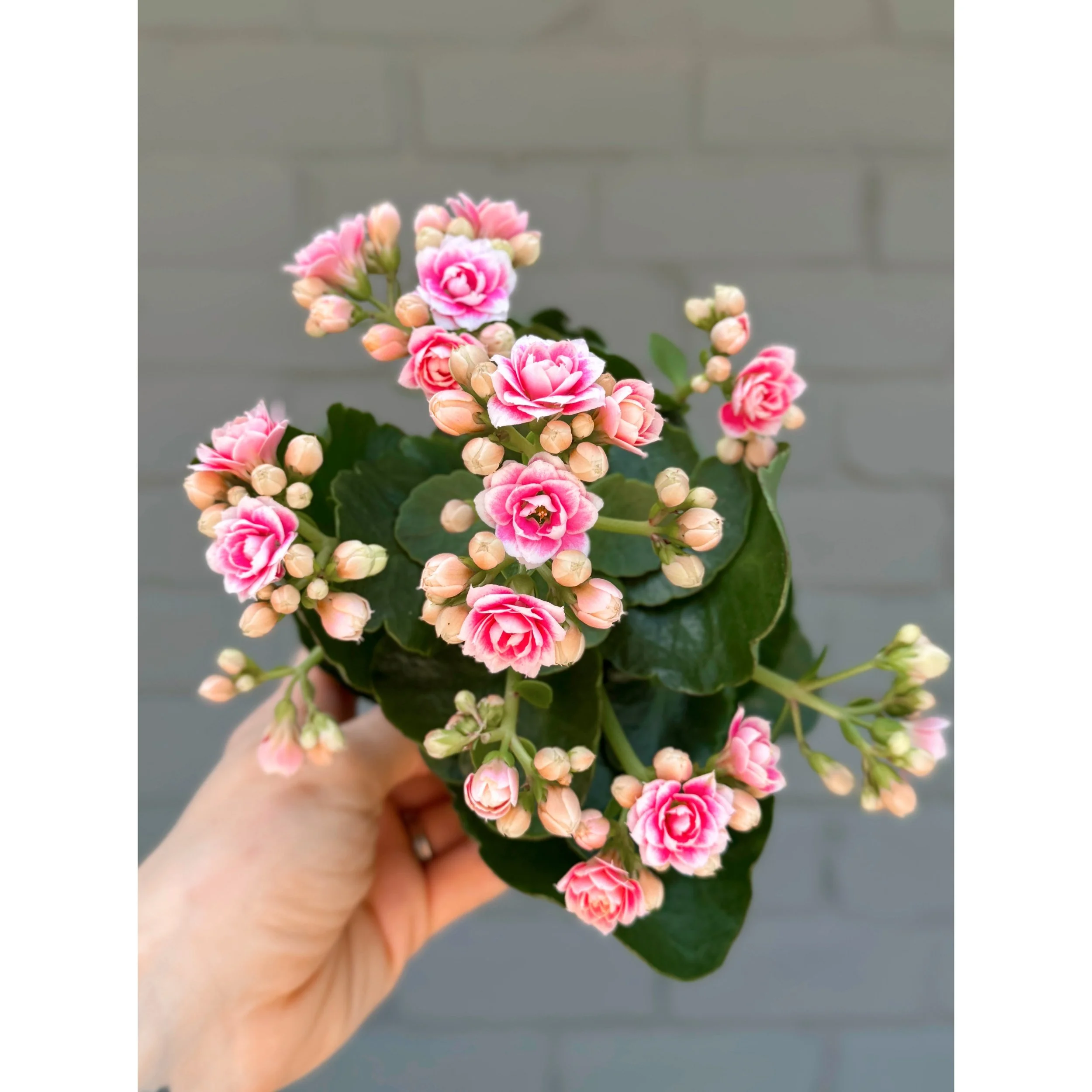 Pink and White Bicolor Blooming Calandiva
