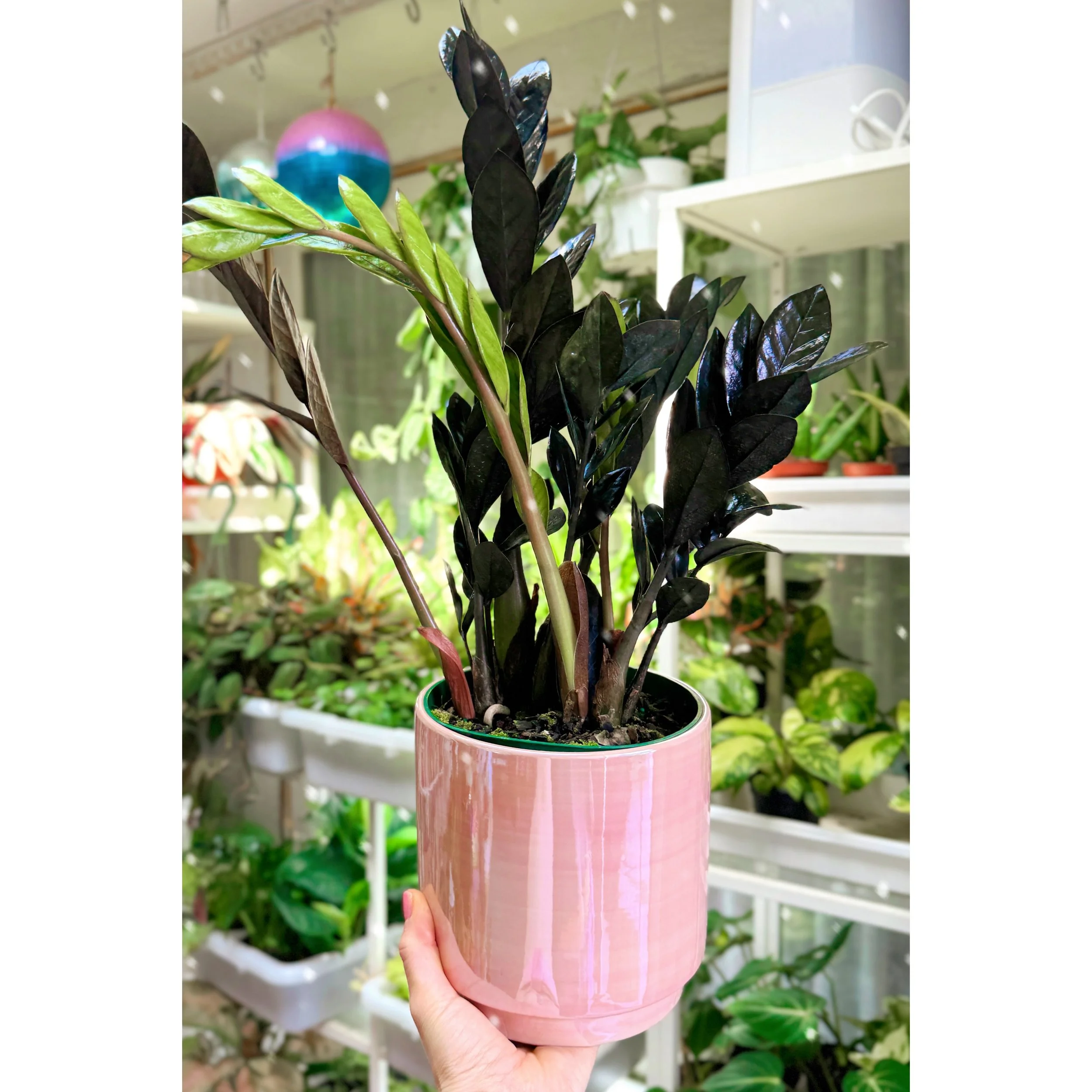 Raven ZZ Plant 'Black Queen'