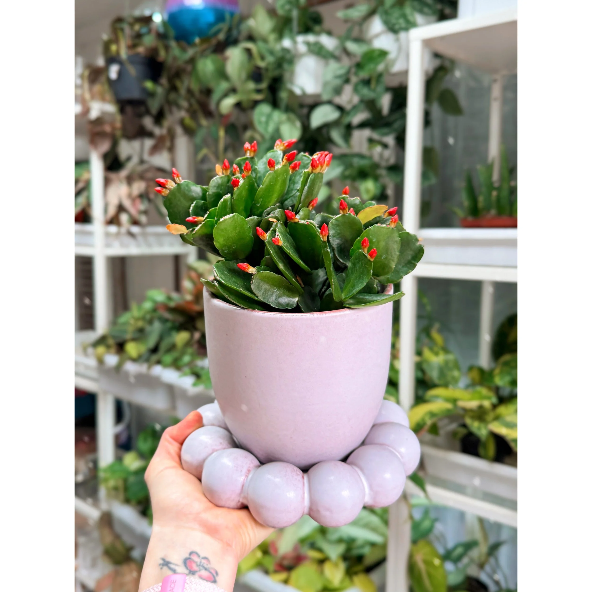 Orange Spring Cactus with Lilac Pearl Pot