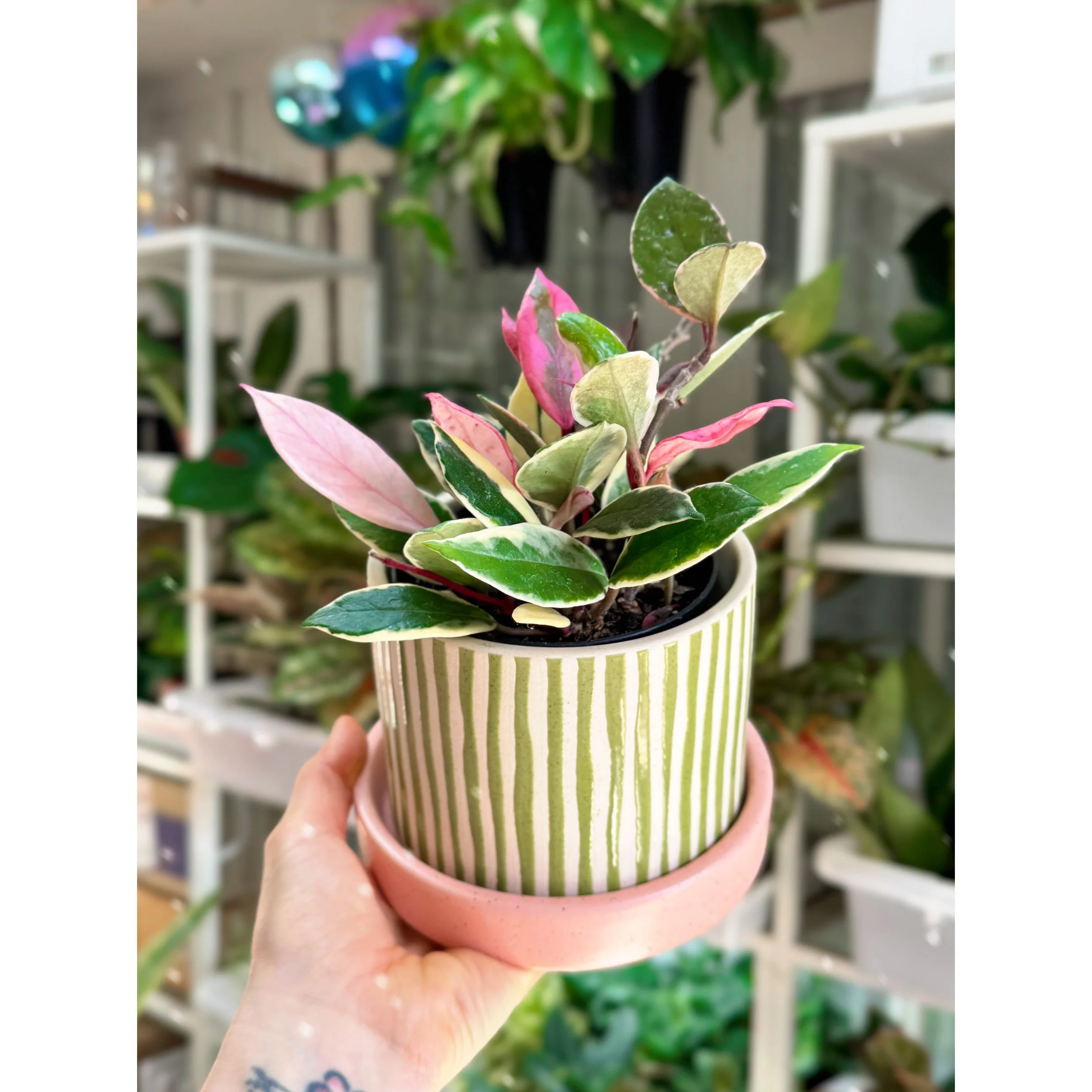 Hoya Carnosa 'Krimson Queen' in Watermelon Stripe Pot