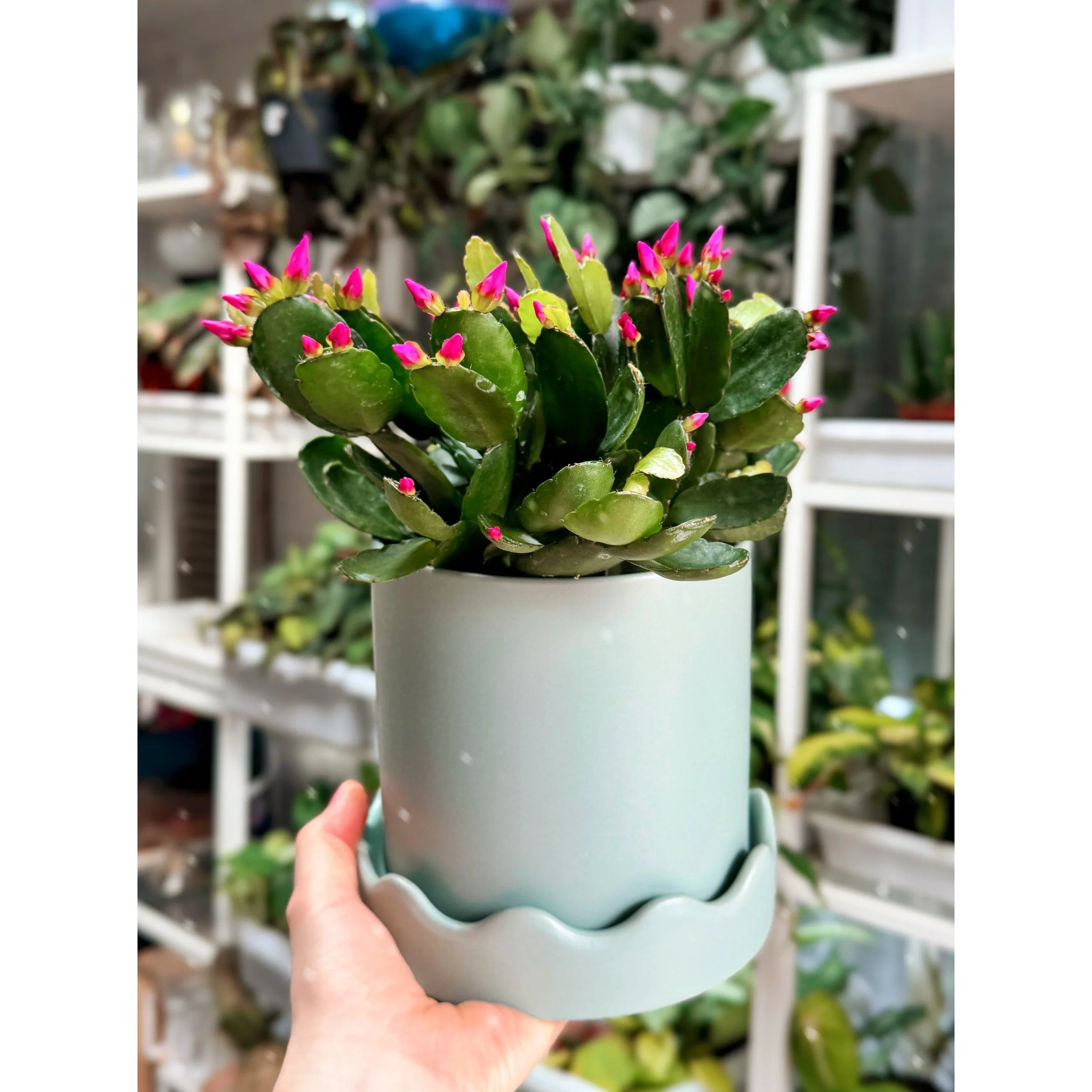 Hot Pink Spring Cactus with Mint Pissaro