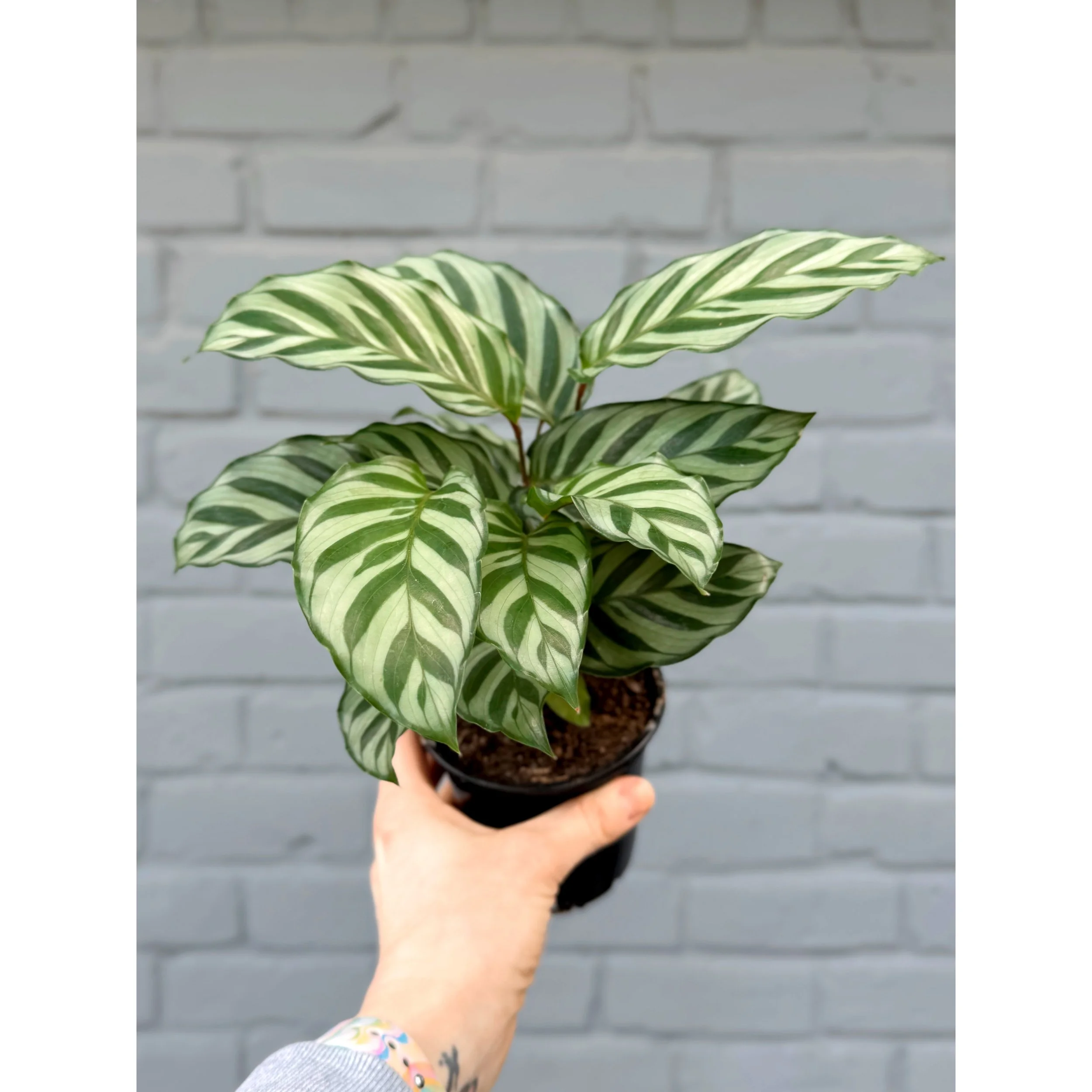 Calathea Concinna ‘Freddie’