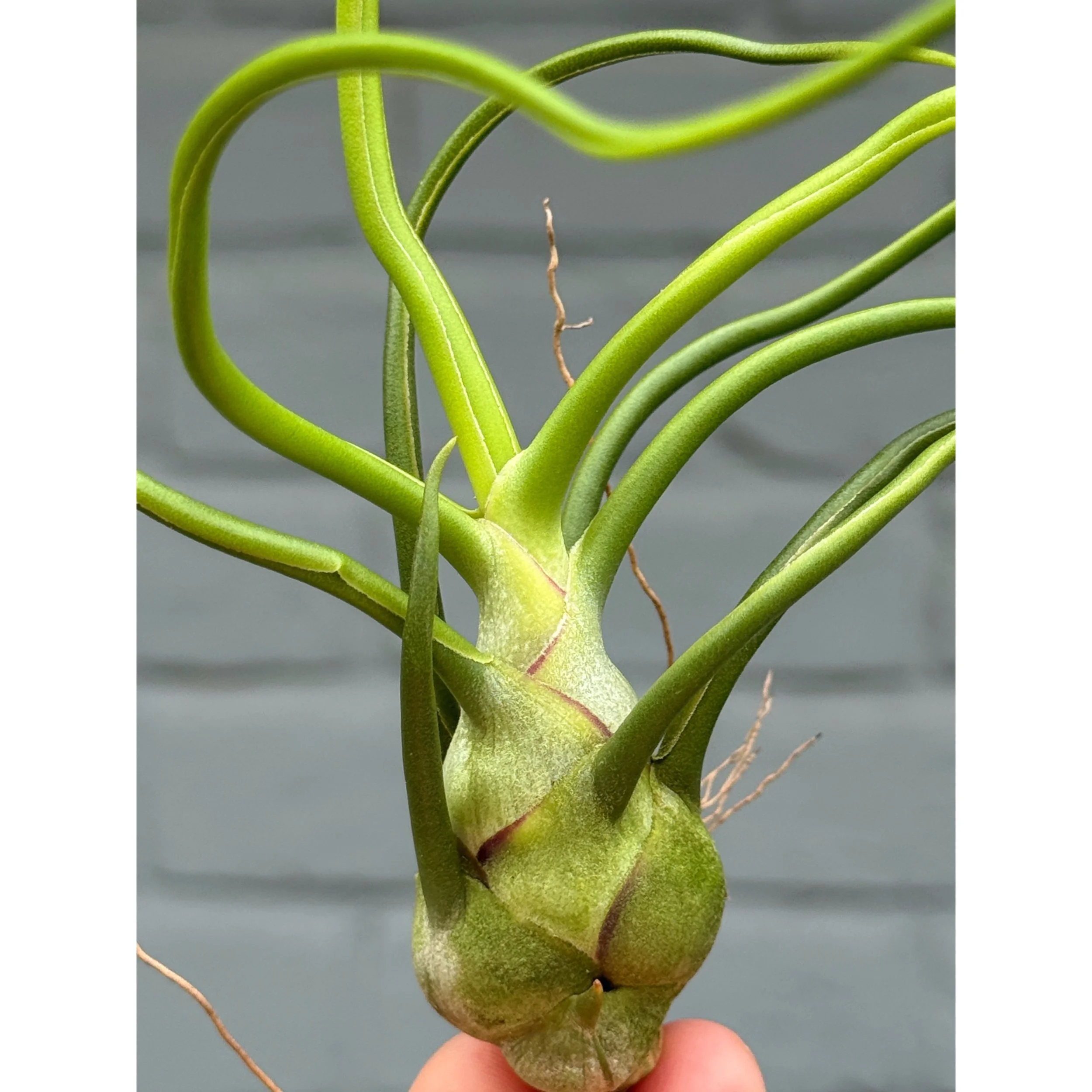 Tillandsia Bulbosa Guatemala