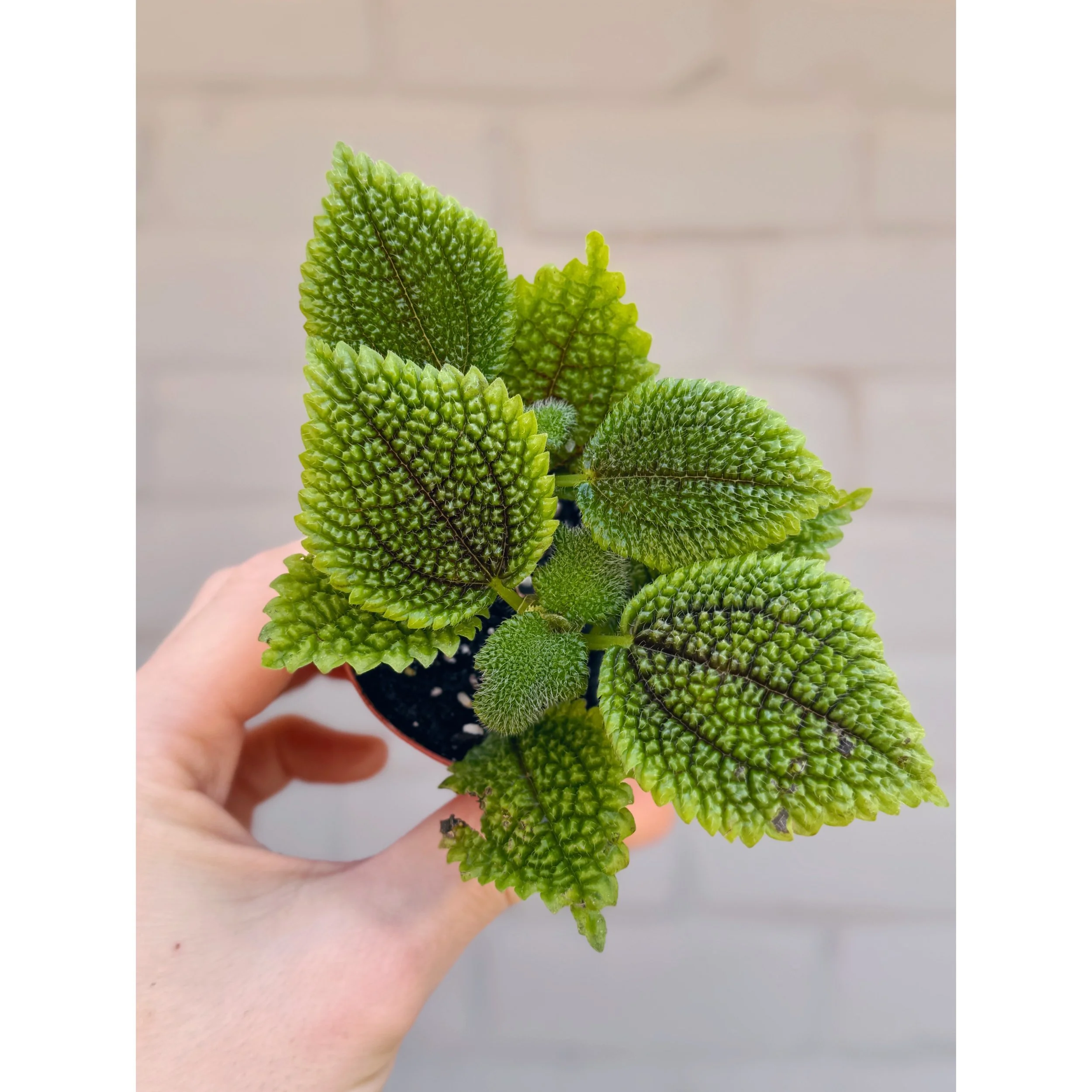 Pilea Mollis 'Moon Valley' 2"