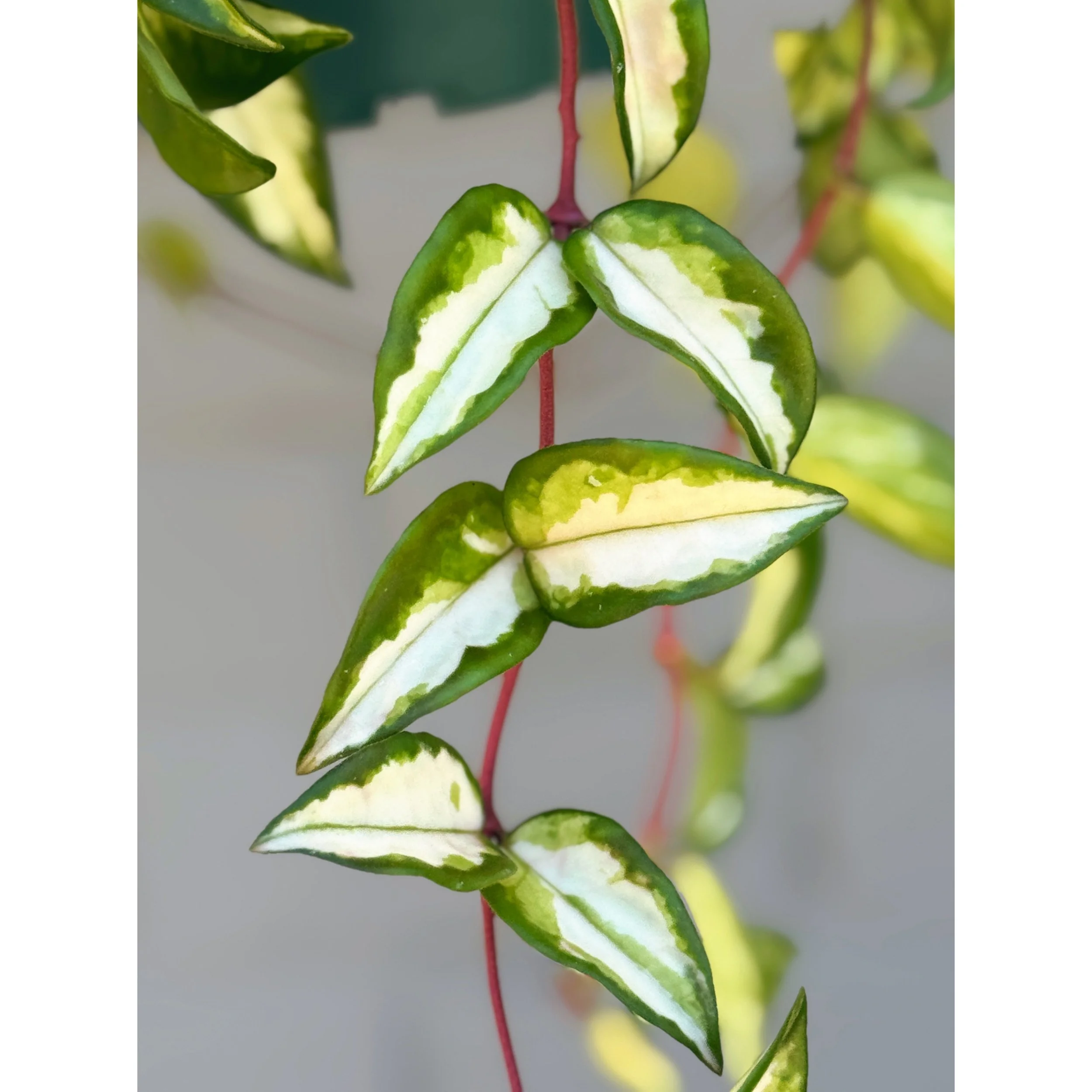Hoya Carnosa Tricolor 'Krimson Princess'