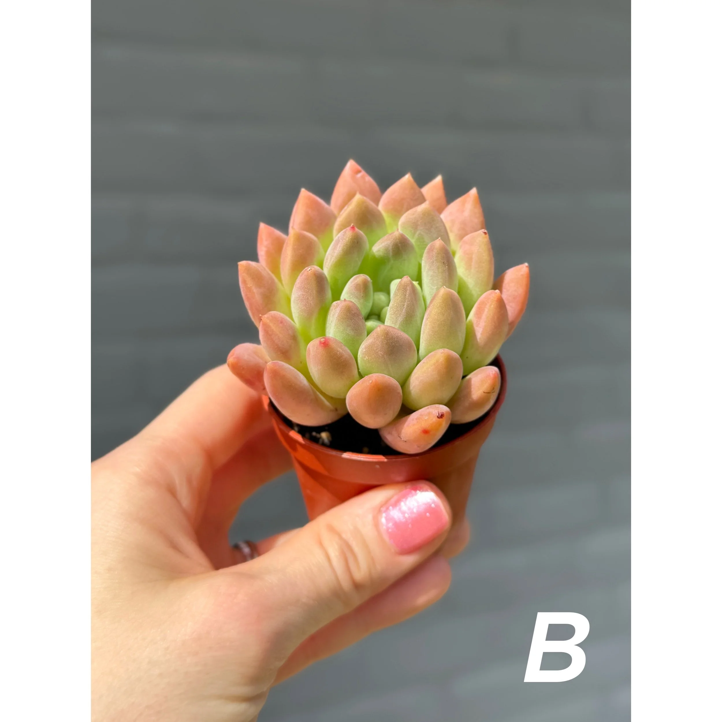 Assorted Colorful Succulents