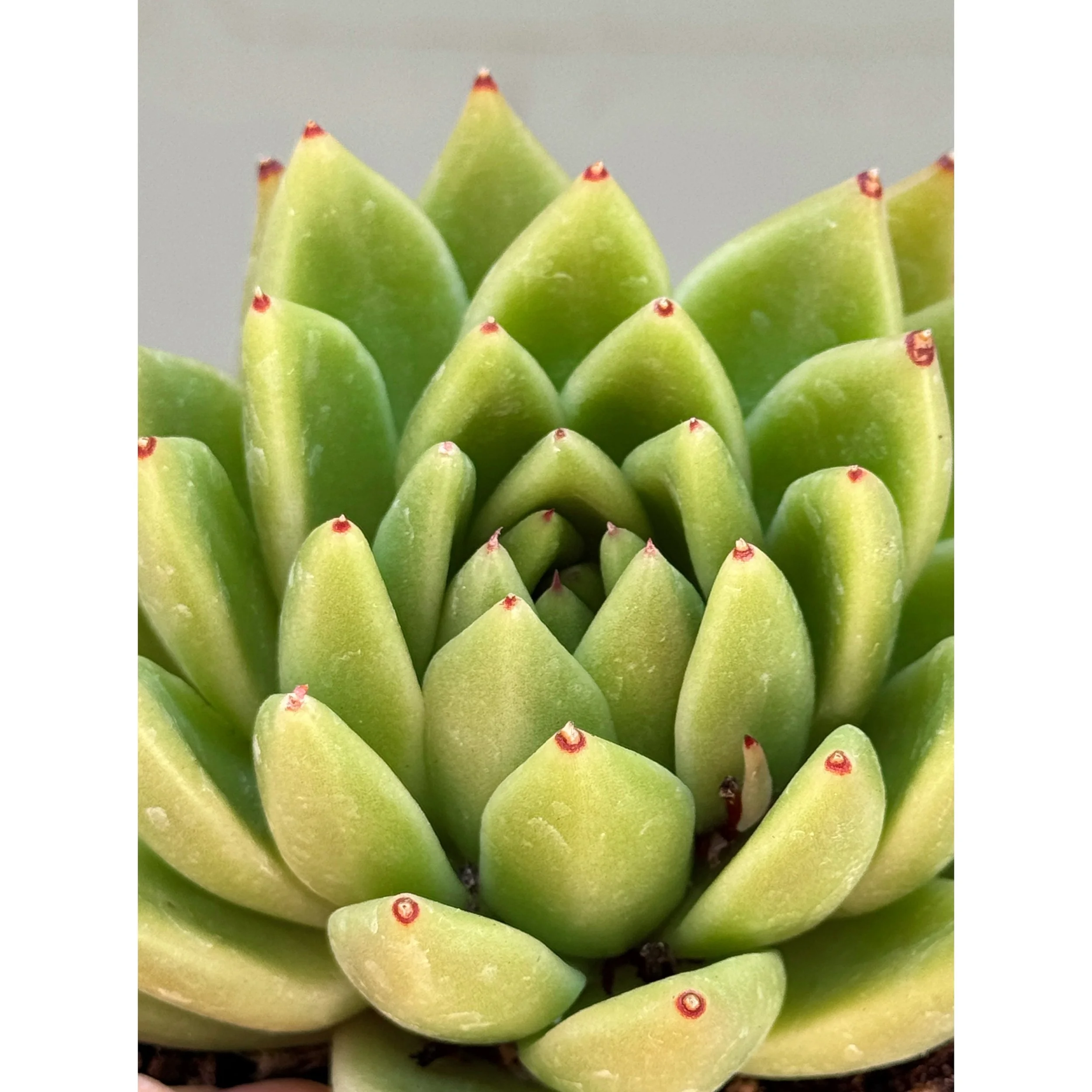 Echeveria Agavoides 'Miranda'