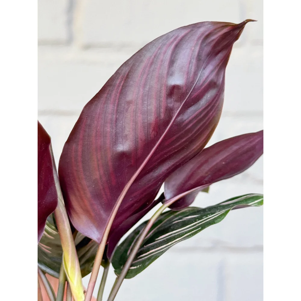 Calathea Ornata Pinstripe Prayer Plant 4  Stayin' Alive Succulents