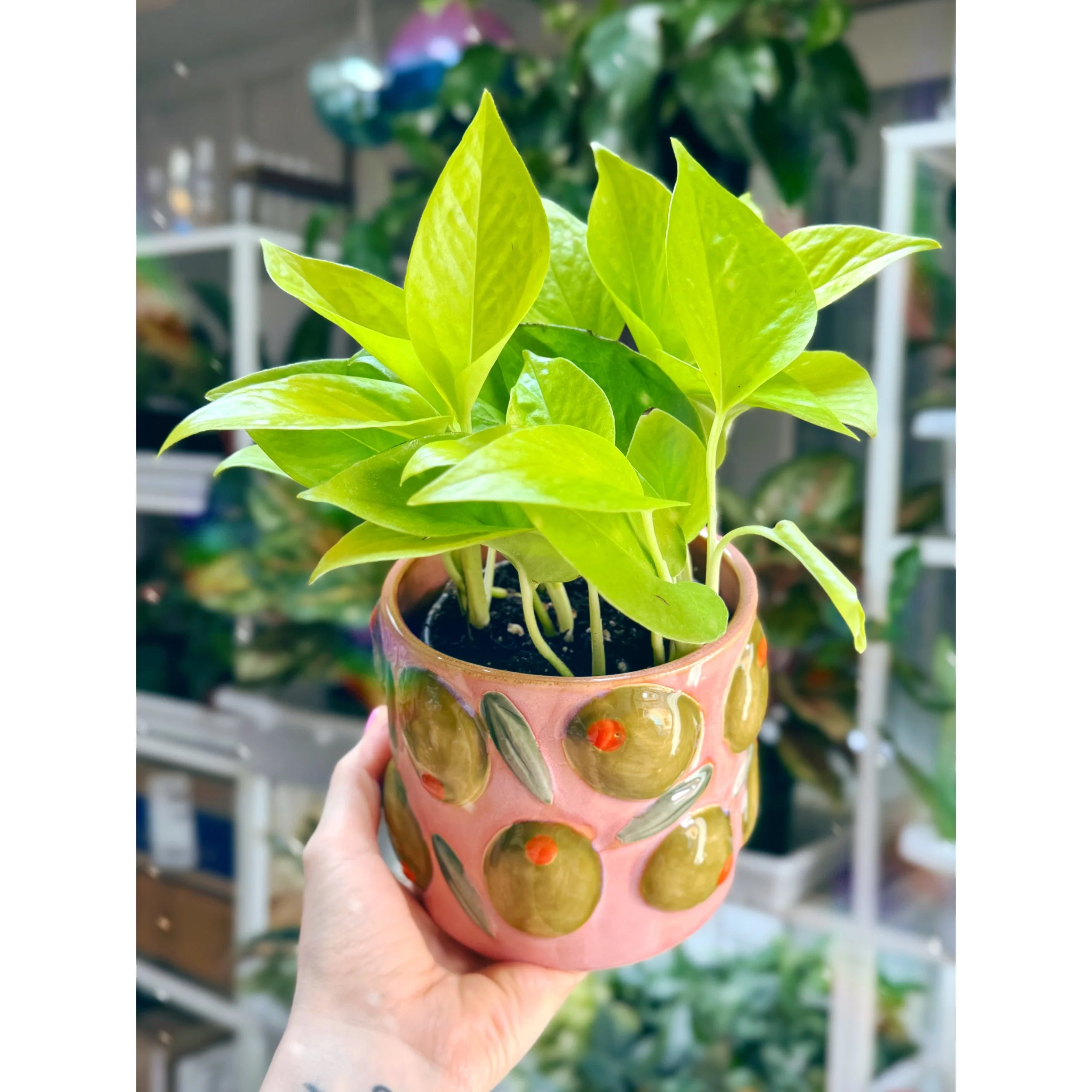 Neon Pothos with Olive Pot