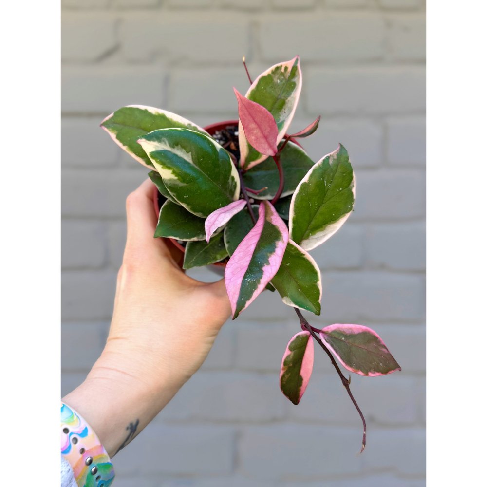 【世界で1枚】SEC 幻夢に眠る花飾 カオリン FINALIST Hoya Flamingo Dream (Purple Pride) — Stayin' Alive Succulents