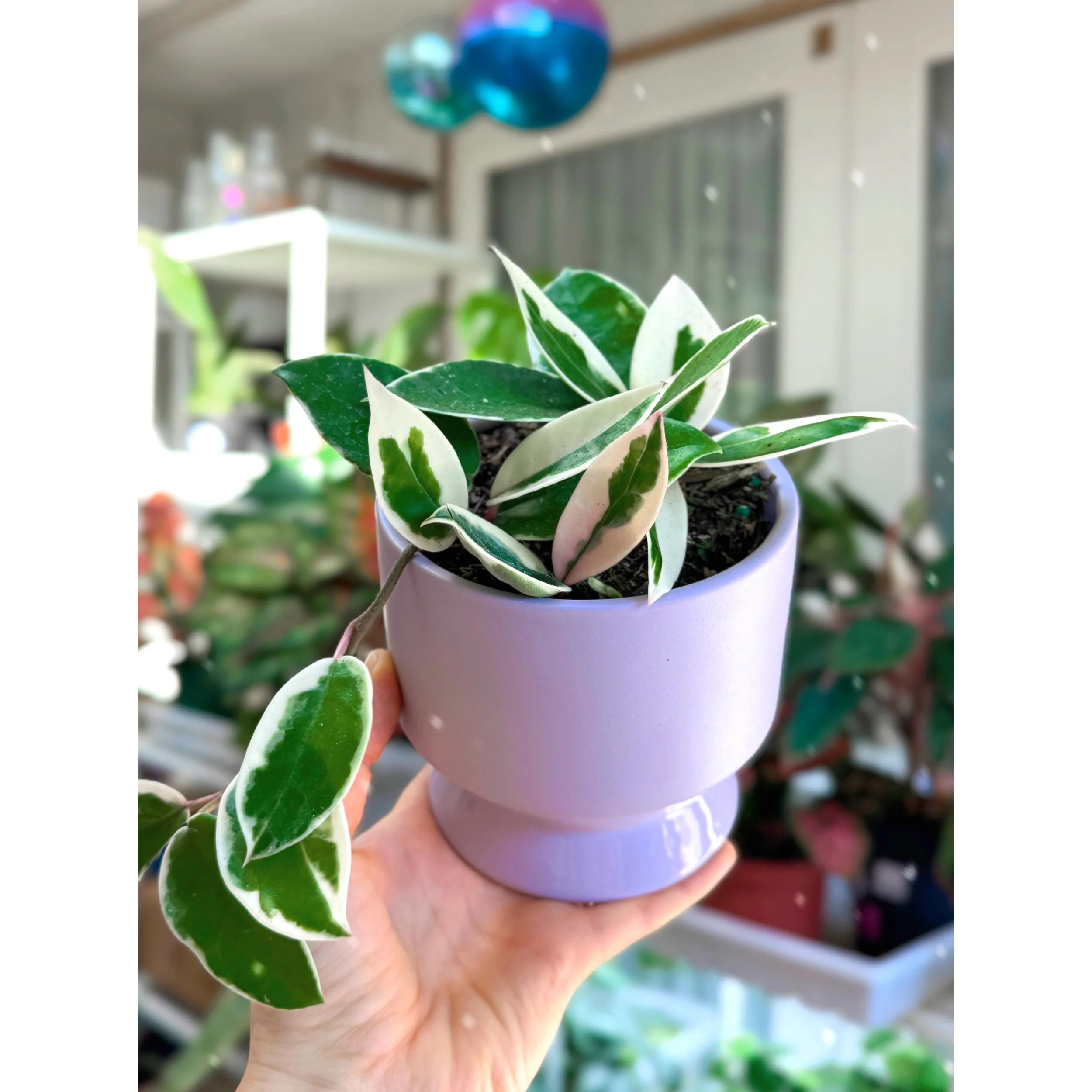 Hoya Krimson Queen in Lilac Pasadena Pot