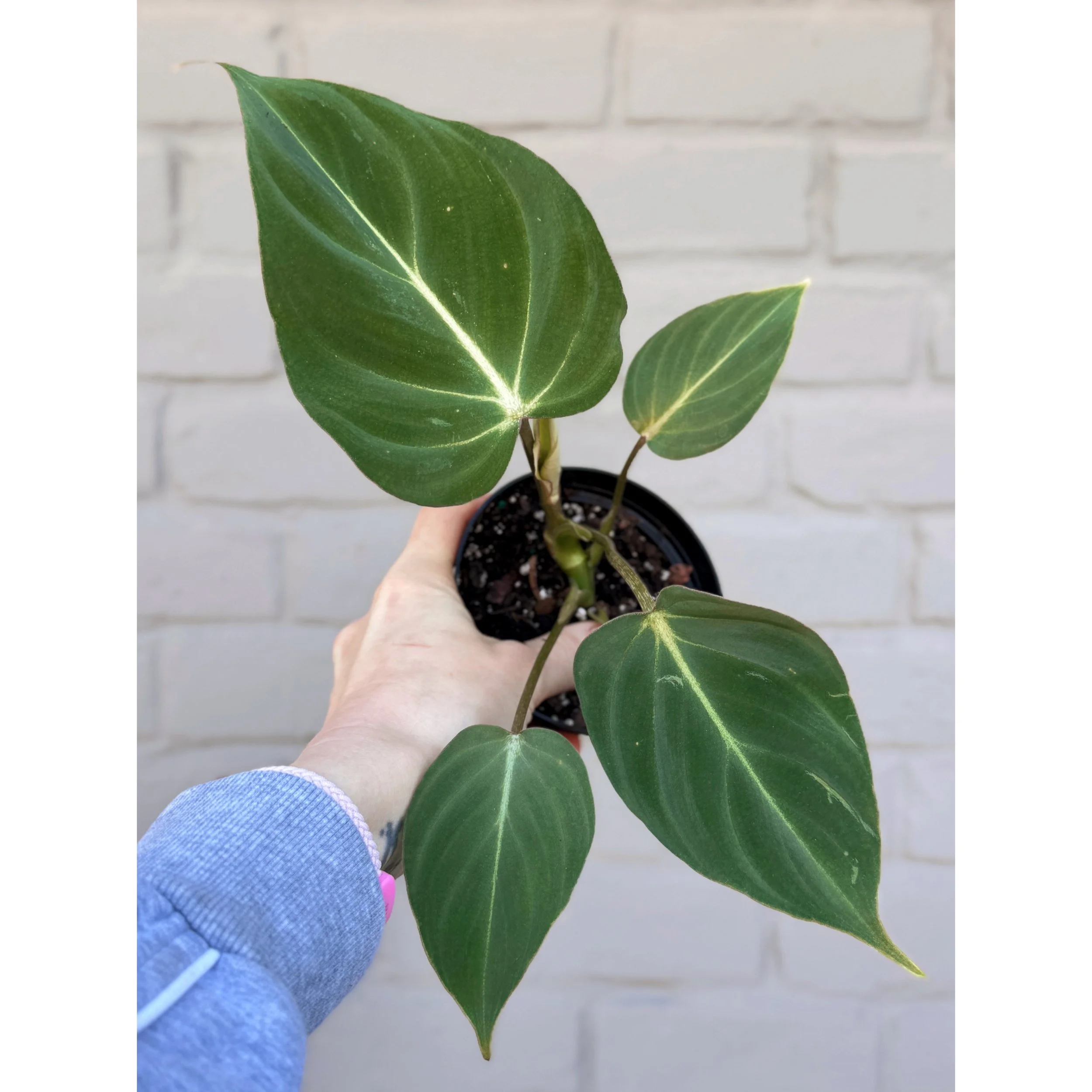 Philodendron 'Gloriosum' 4"