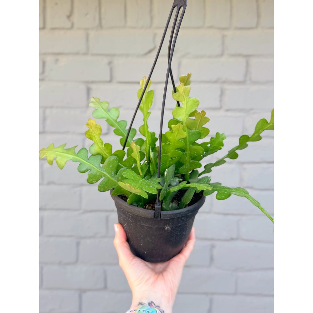 Epiphyllum Anguliger 'Ric Rac Cactus' 6" HB  Stayin' Alive Succulents