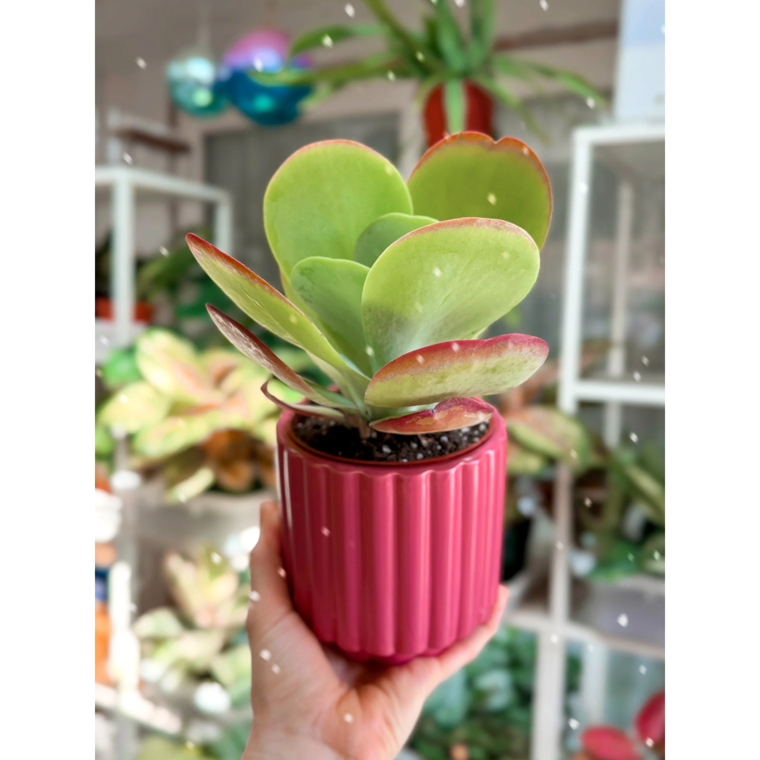 Kalanchoe Luciae 'Flapjack' in Dark Pink Carmen Pot