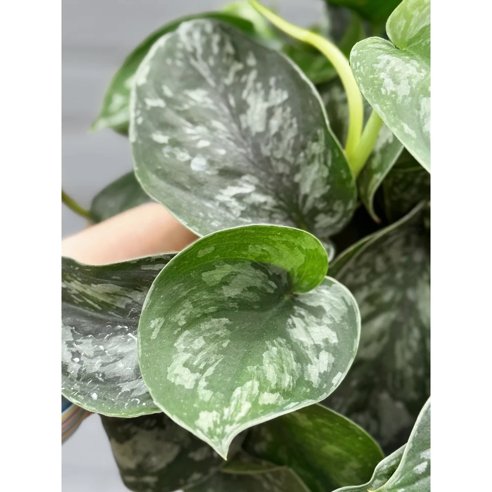 Scindapsus Pictus 'Trebie' Hybrid Mix 8