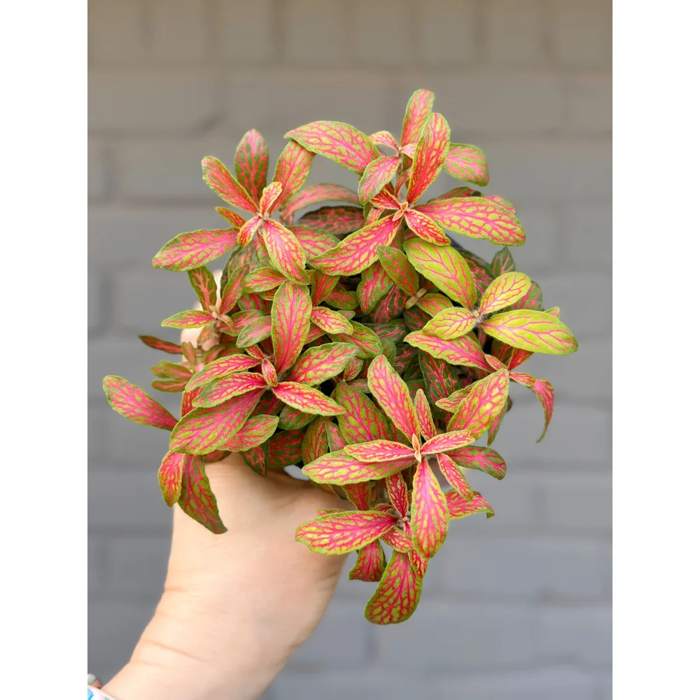 Fittonia Albivenis 'Ruby Lime' — Stayin' Alive Succulents