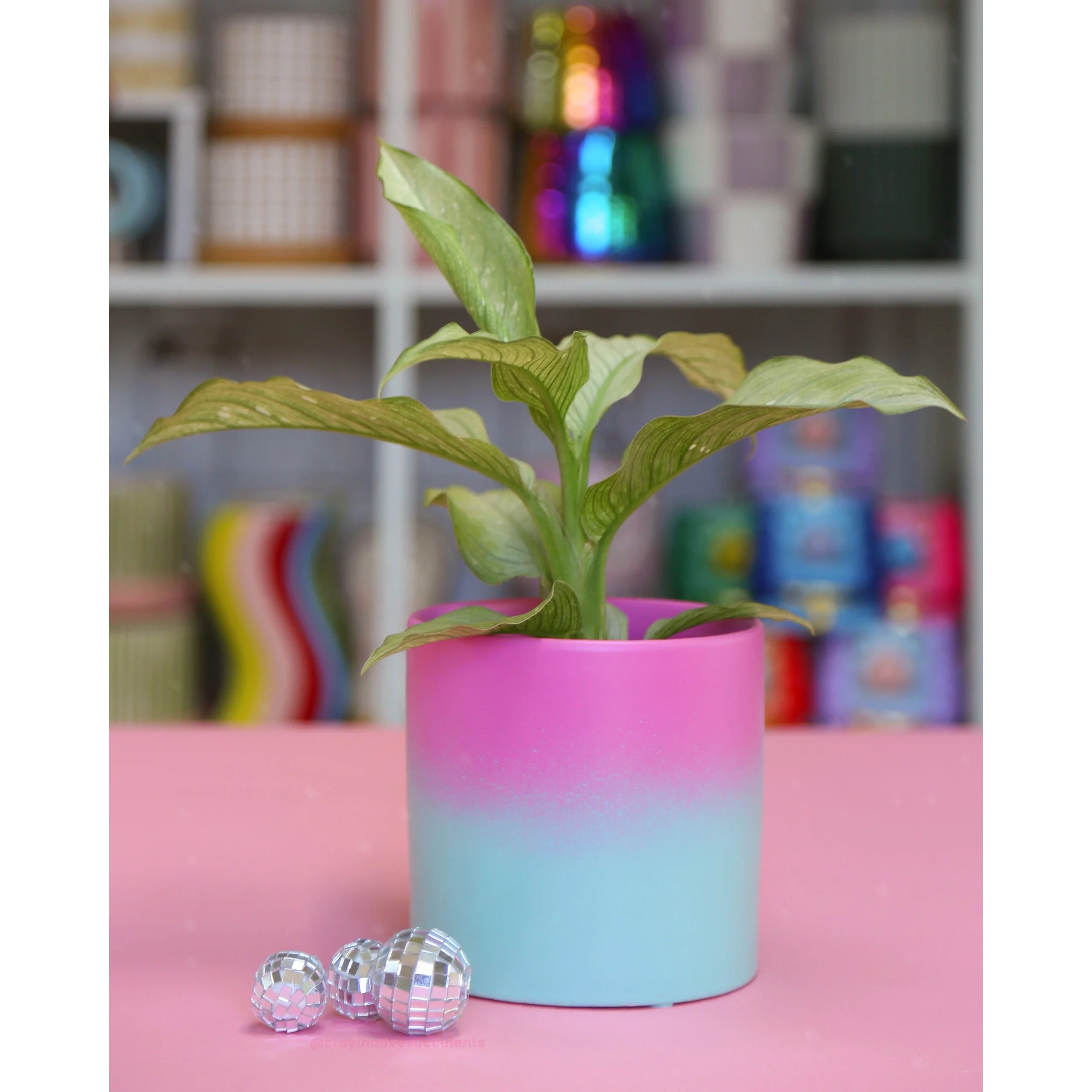 Hand Painted Rainbow Ombre Planters 5" Pink to Mint Dieffenbachia Milky Way