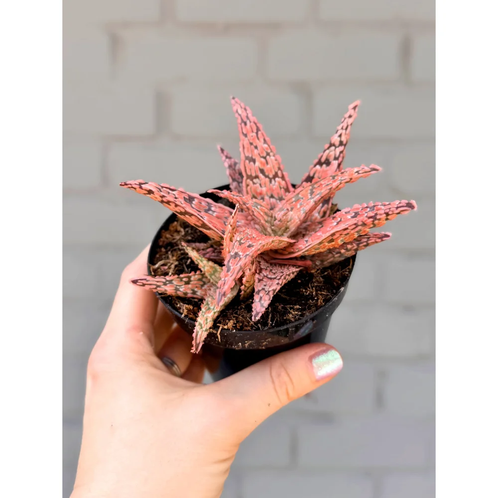 aloe vera bei nesselsucht Aloe Vera Seife, empfohlen bei Ekzemen, Neurodermitis und Herpes|PAOS   paos-naturkosmetik