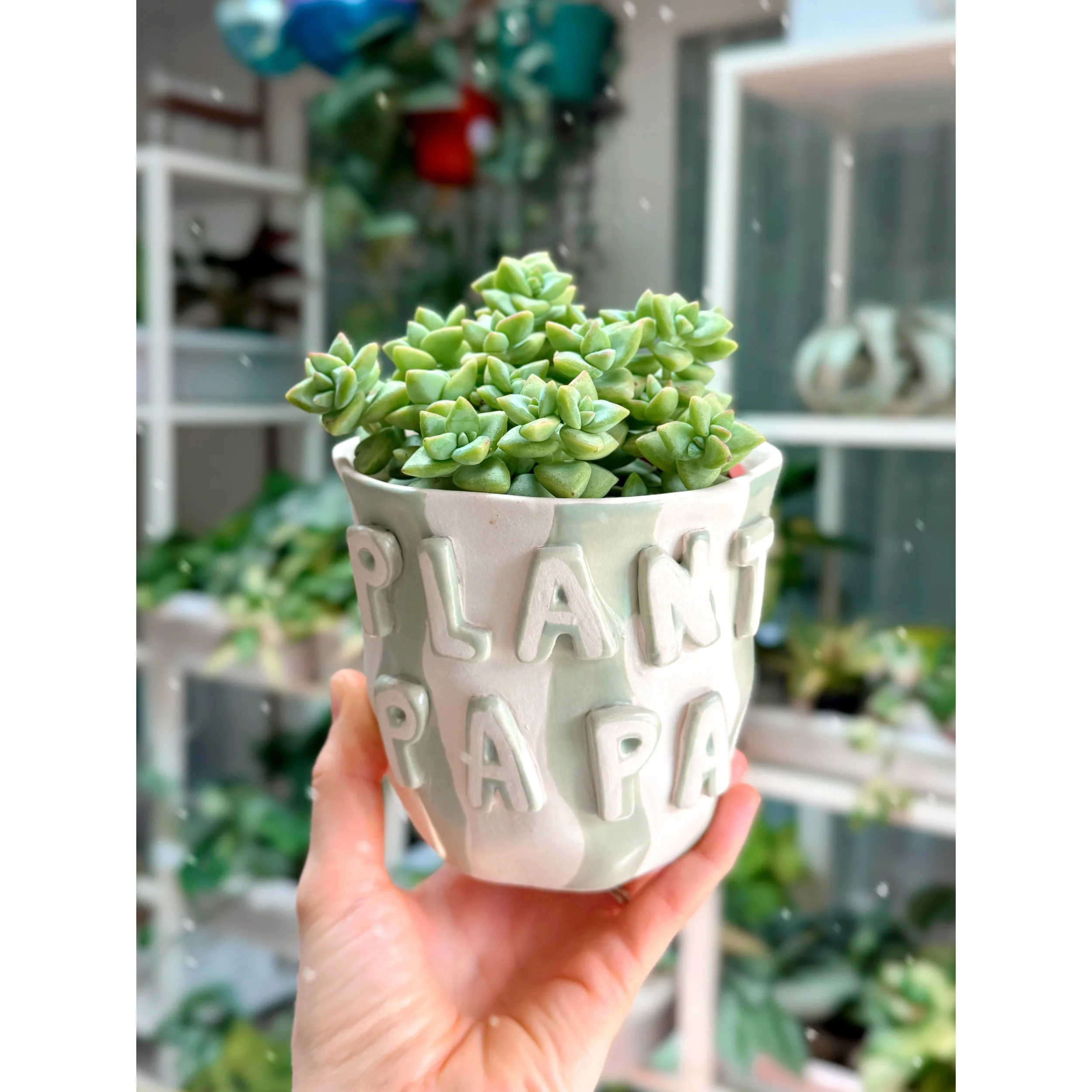 Crassula Rupestris 'Rosary Vine' in Plant Papa Pot