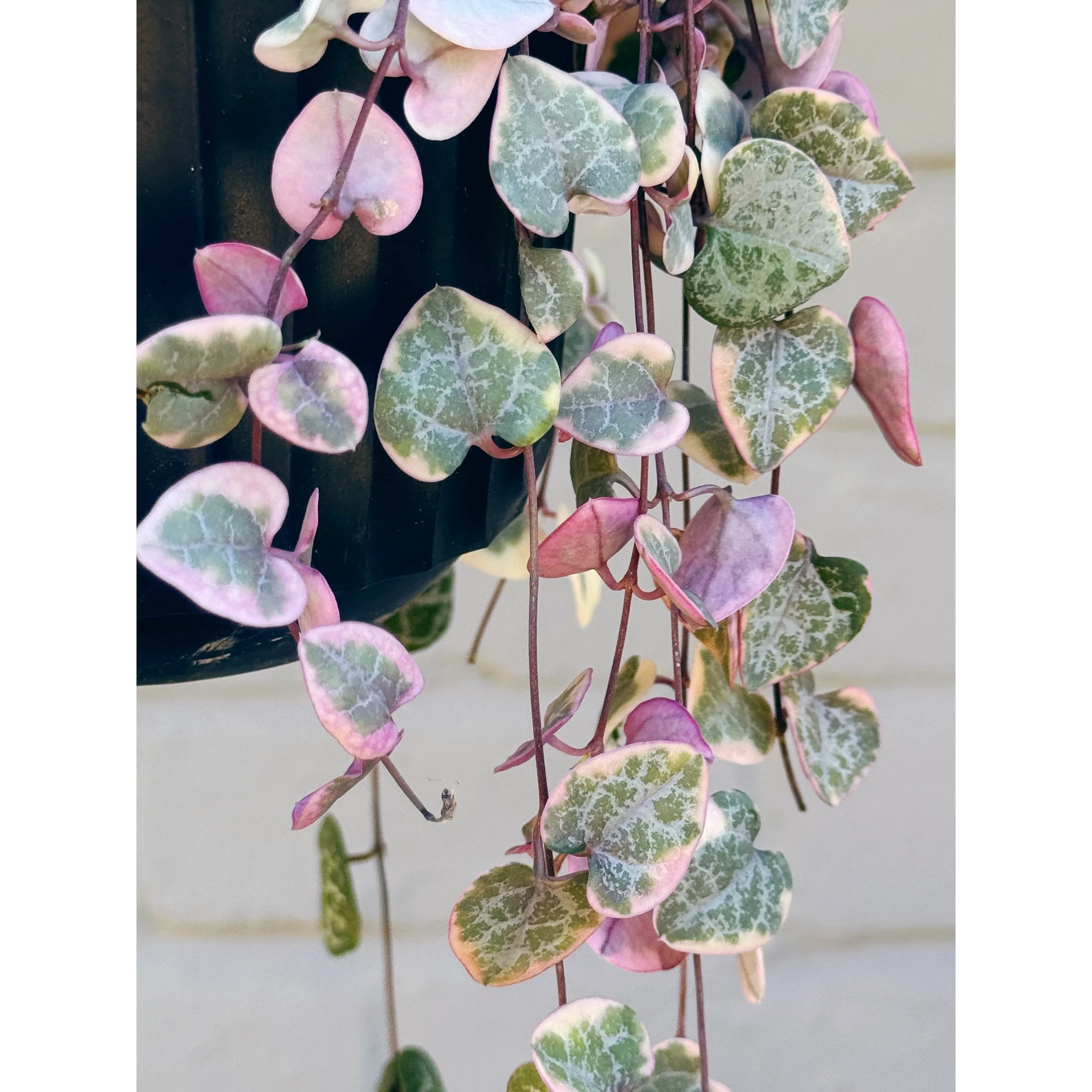 Ceropegia Woodii - Variegated String of Hearts