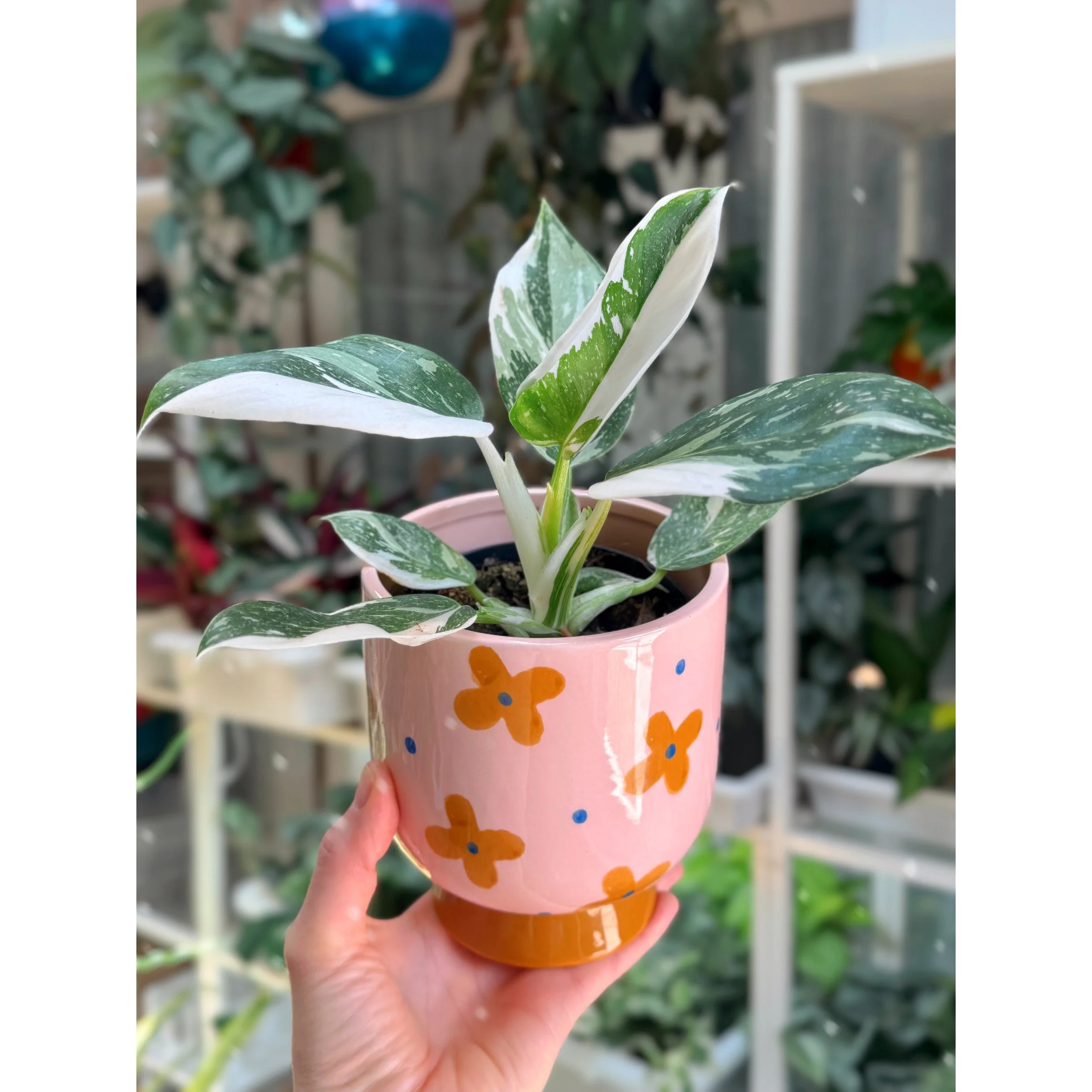 Philodendron 'White Wizard' in Momsy Pot