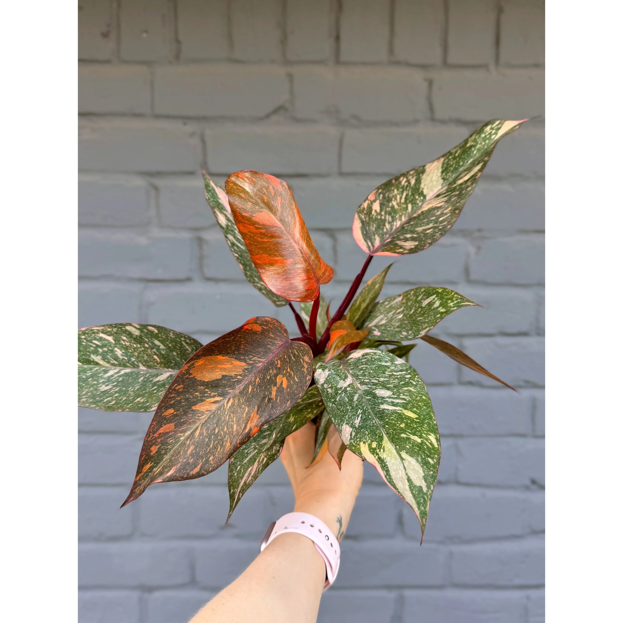 Philodendron ‘Orange Princess Galaxy’