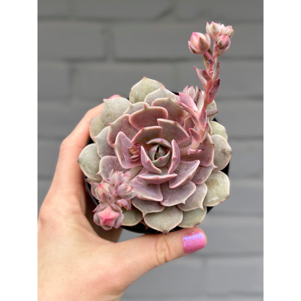 coloring succulents 4 Free Printable Cactus Pots Coloring Pages for Adults, Grayscale Colo –  RASPIEE