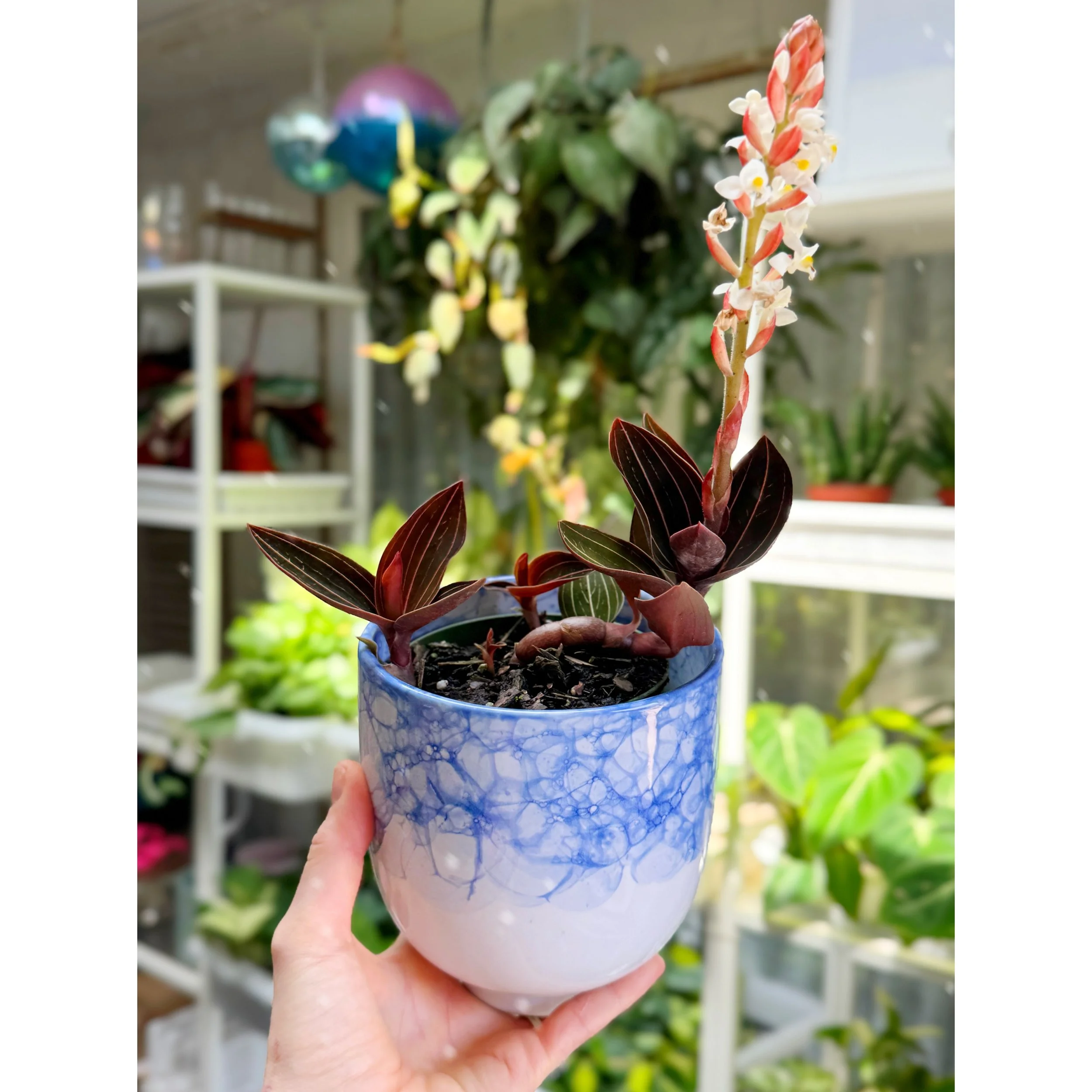 Ludisia Discolor 'Jewel Orchid' in Ellory Pot