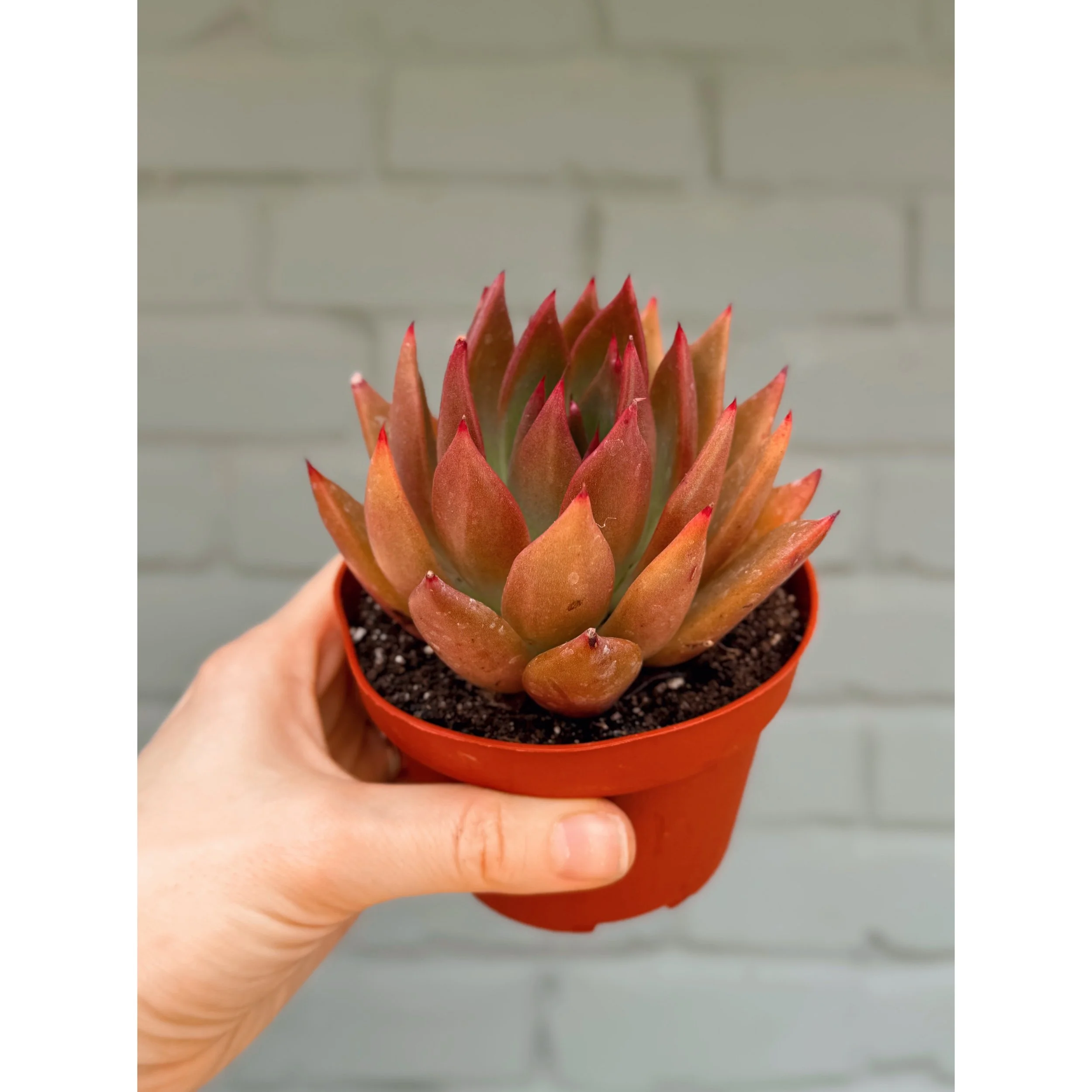 Echeveria Agavoides (Red, Green & Bronze) 4"