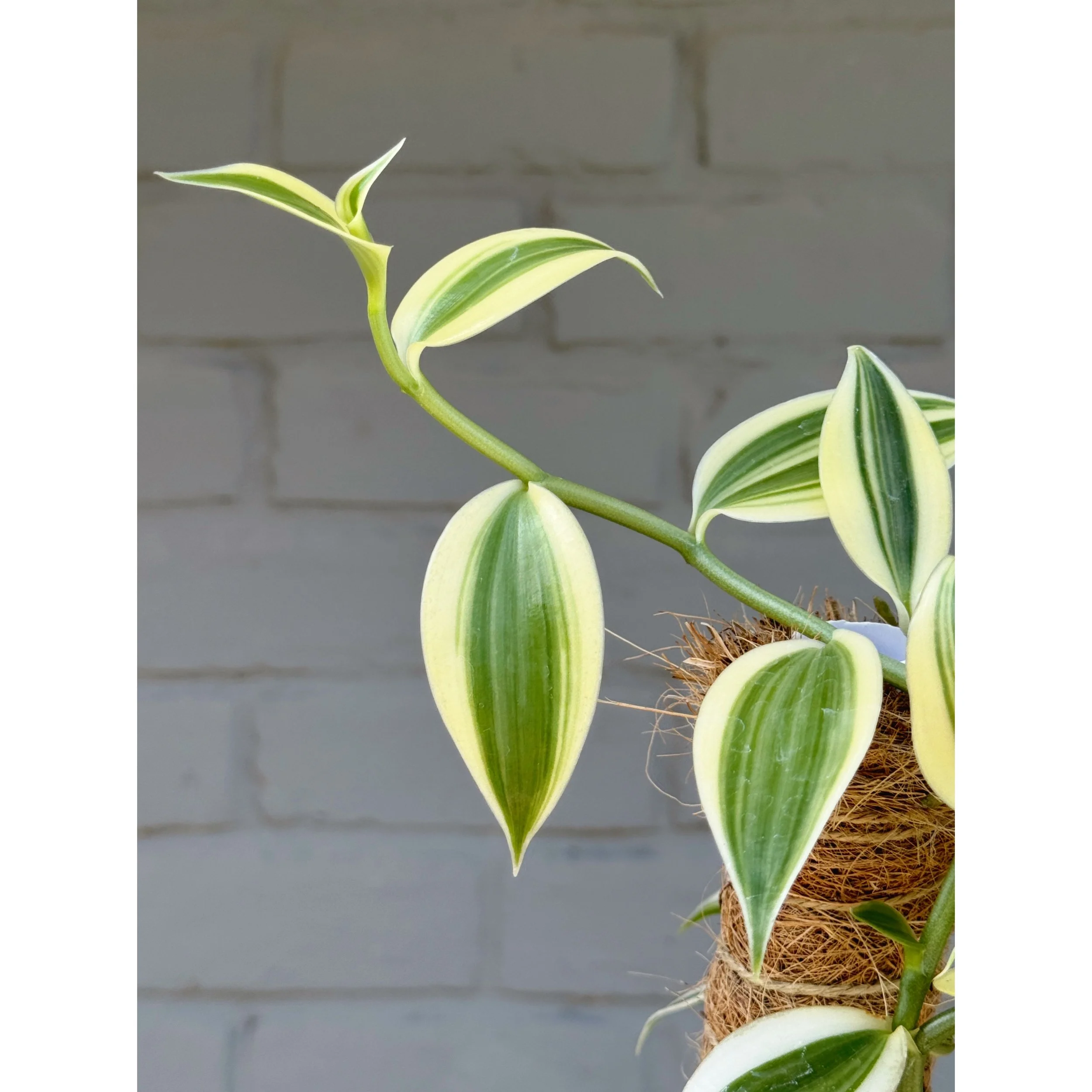 Orchid Vanilla Planifolia Albo Variegata Totem