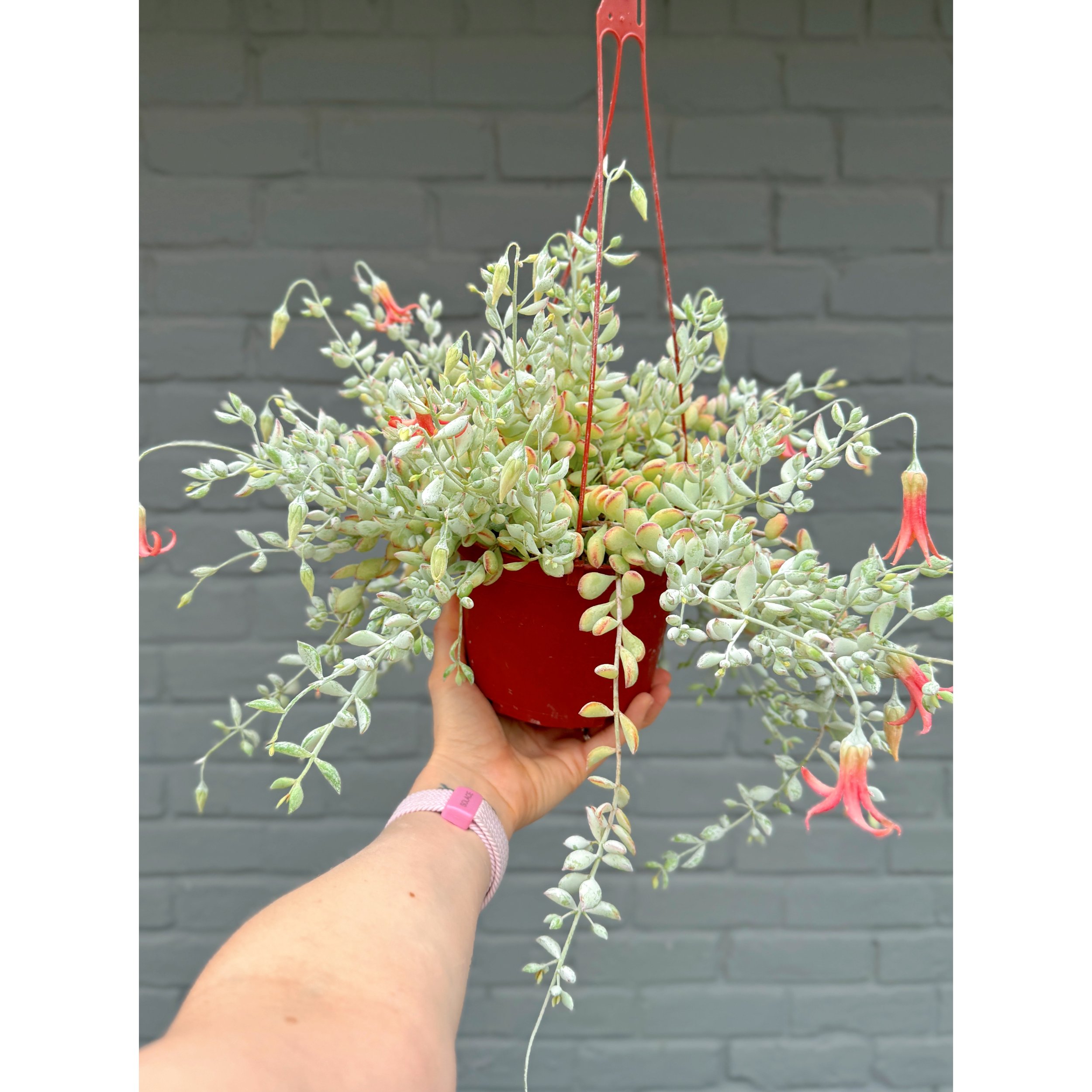 Cliff Cotyledon Pendens 6" HB