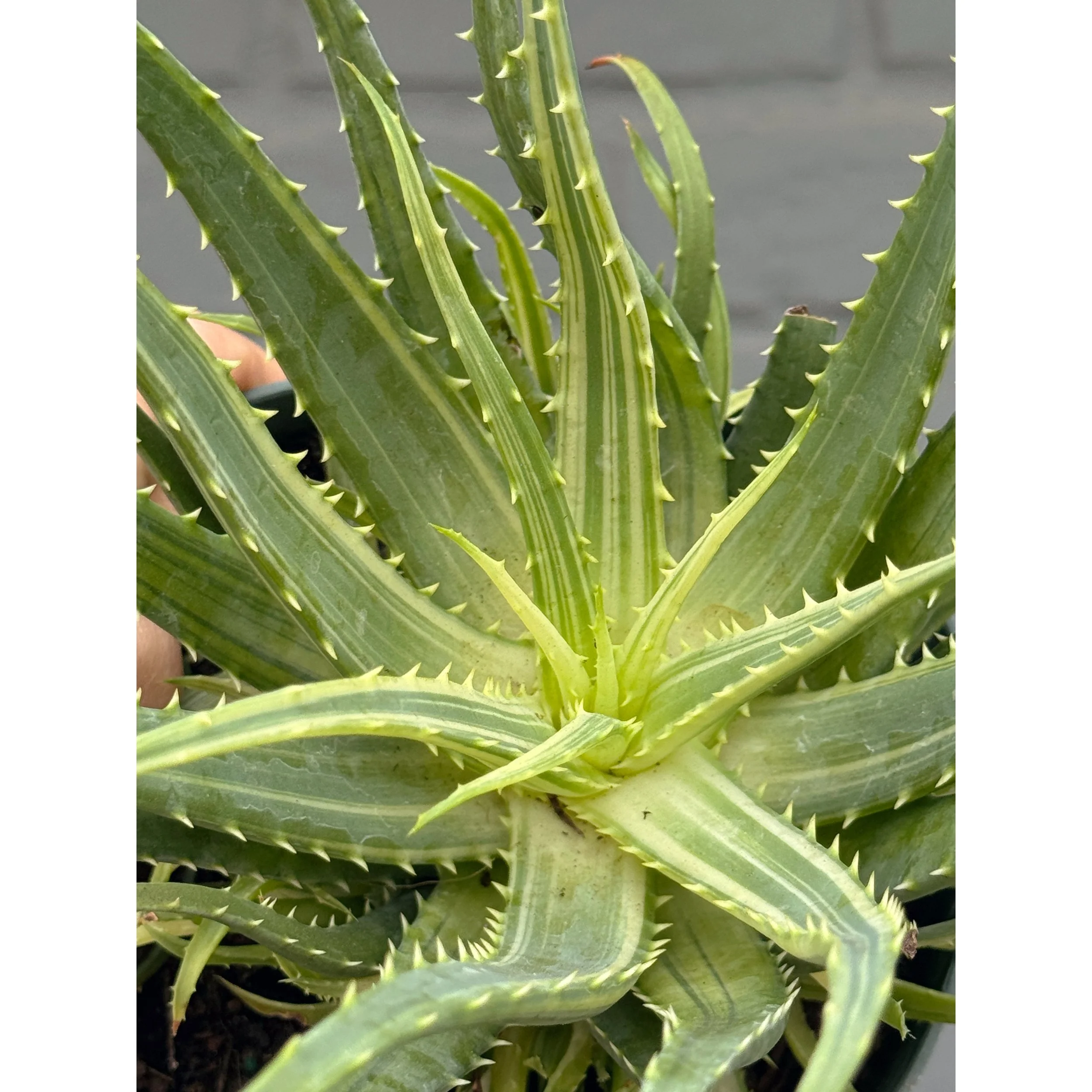 Aloe Arborescens Variegata 'Candelabra'