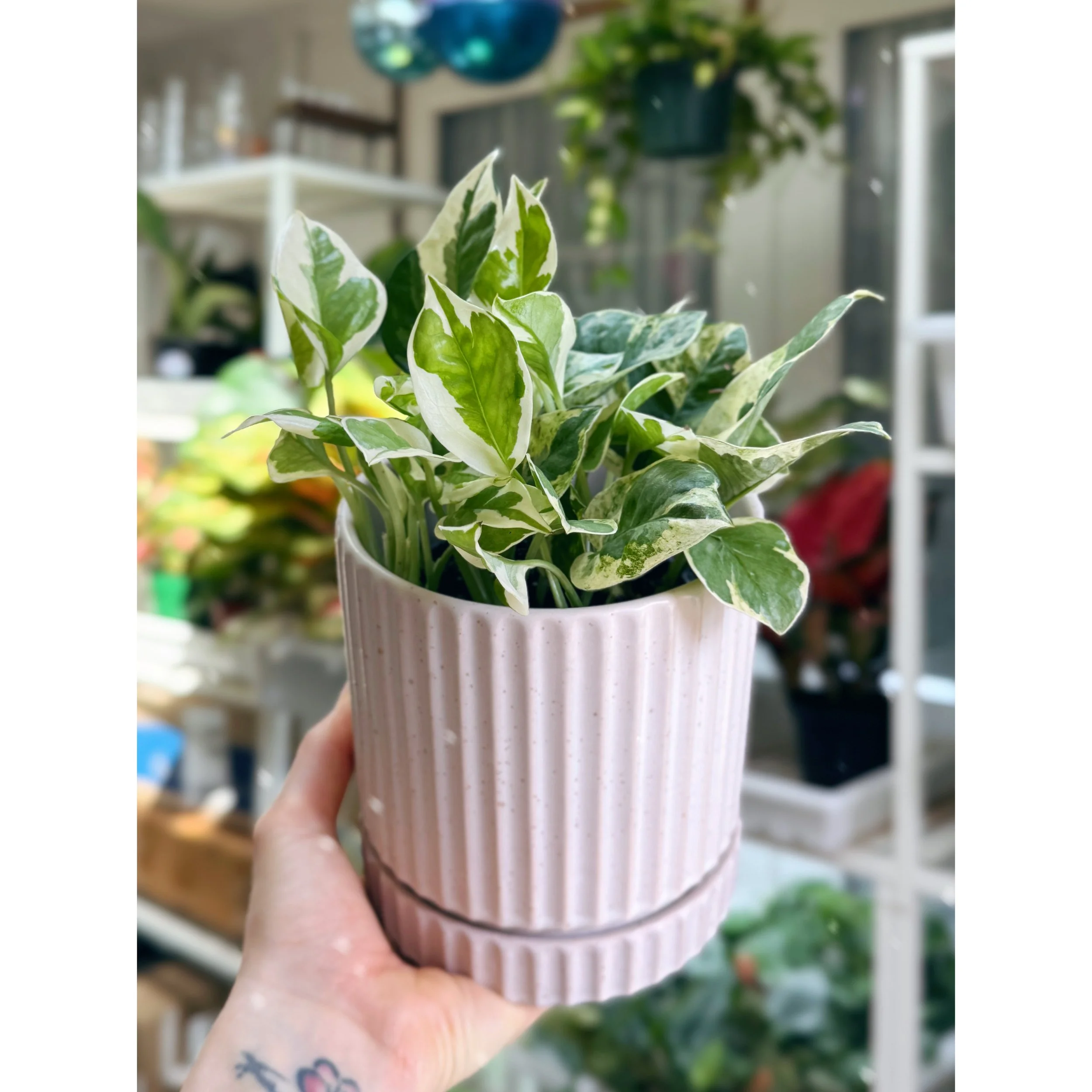 Pothos Pearls and Jade in Cream Los Feliz Pot