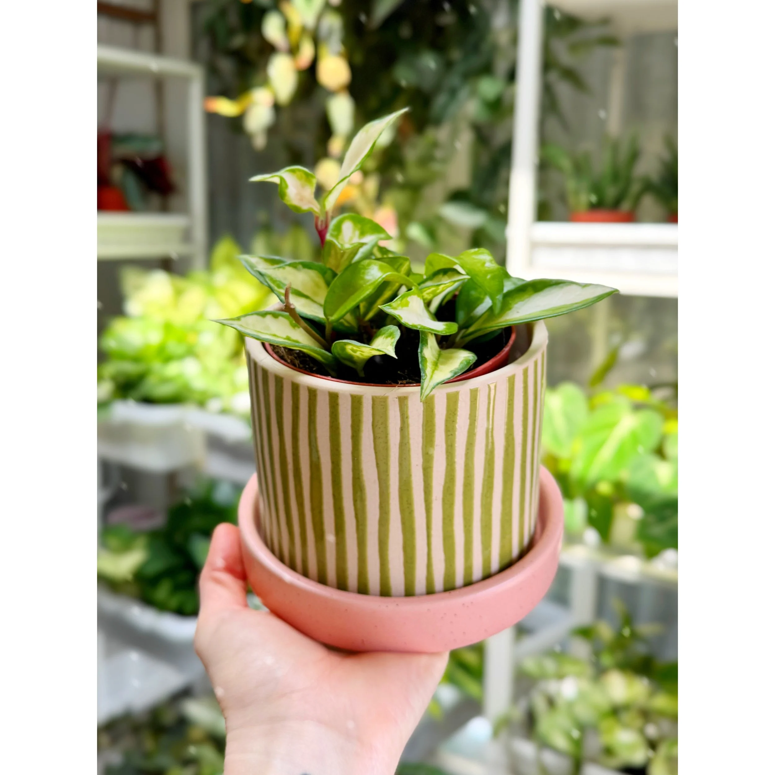 Hoya Carnosa Tricolor 'Krimson Princess' with Watermelon Sugar 4" Pot