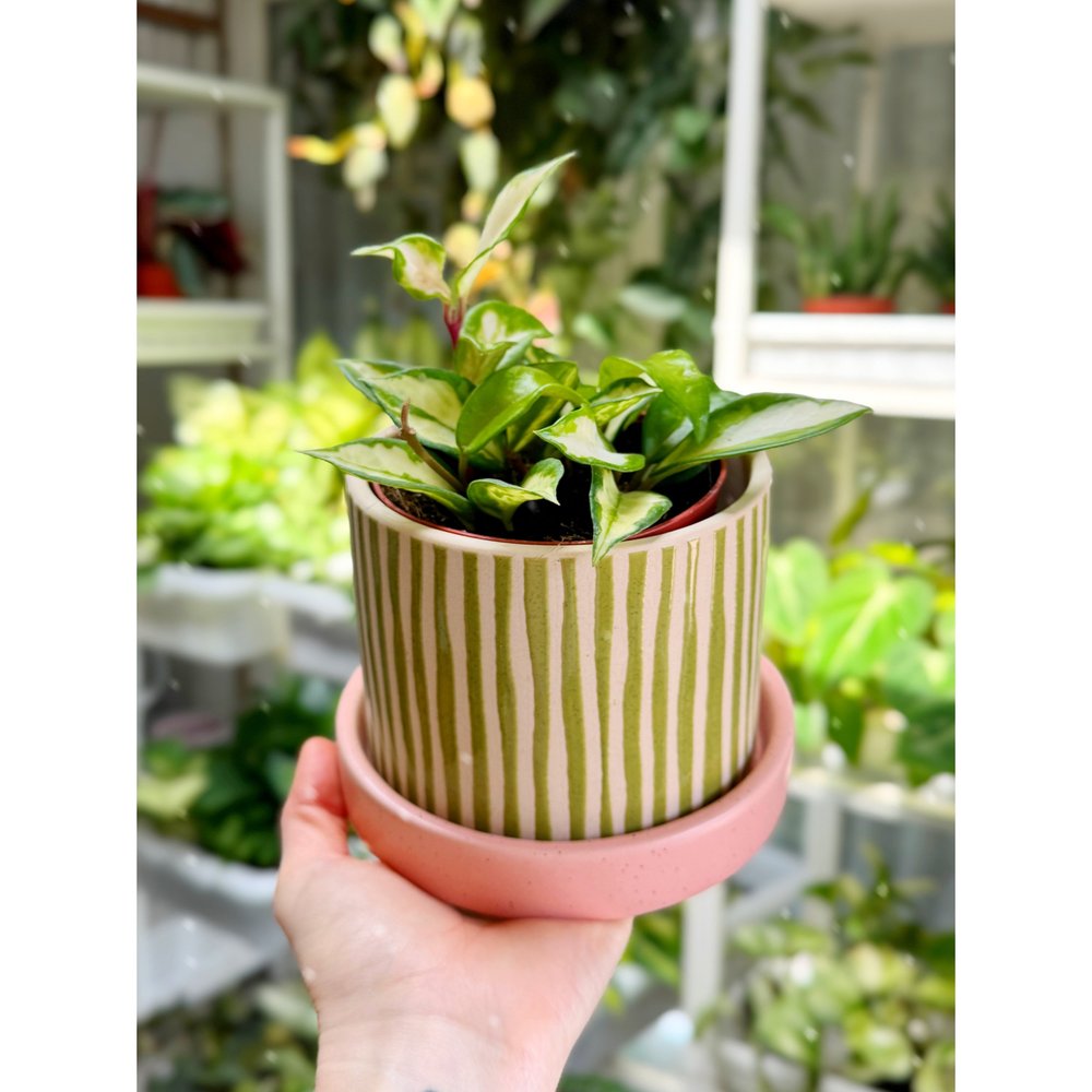 Hoya Carnosa Krimson Princess 4