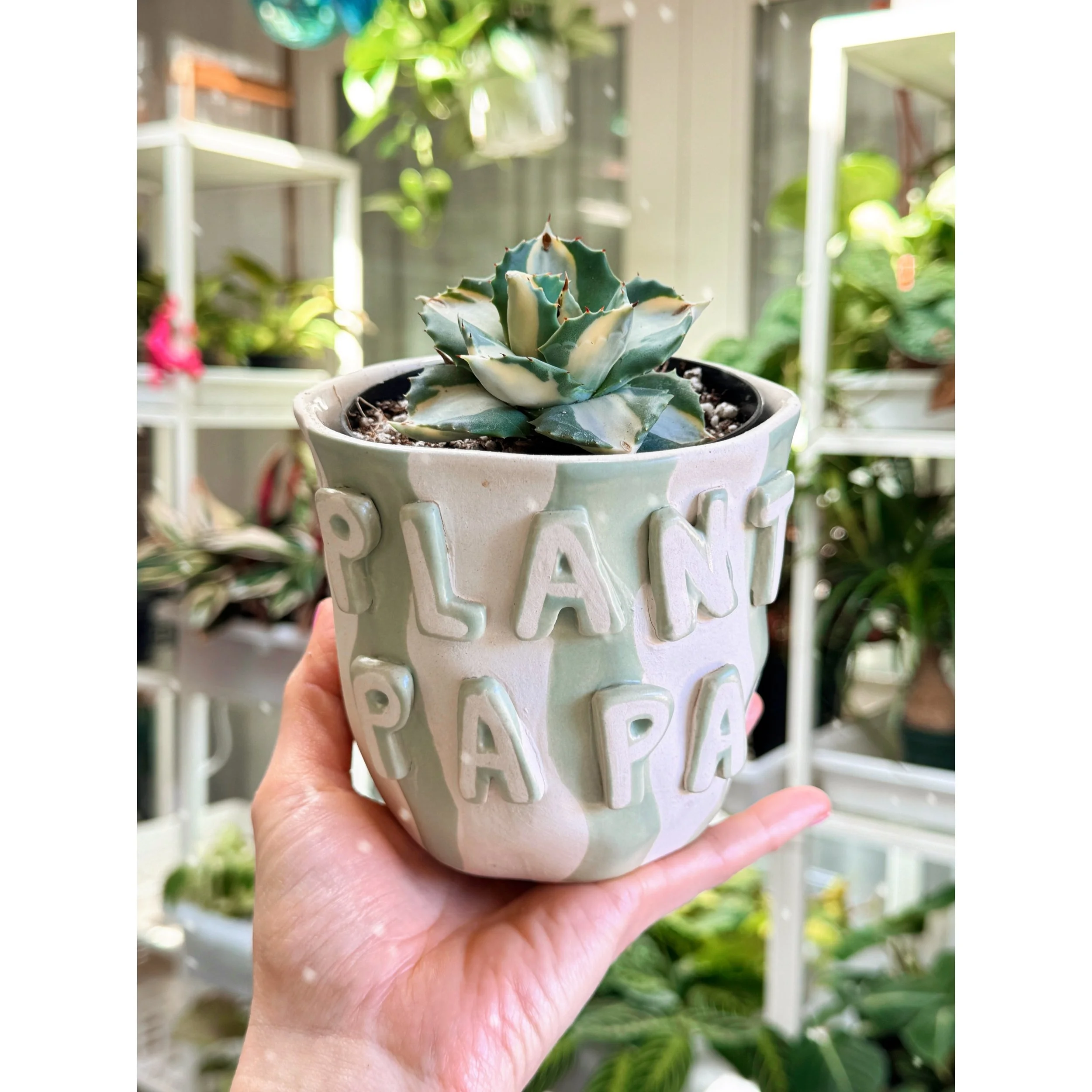 'Variegated Dwarf Butterfly Agave' with Plant Papa Pot