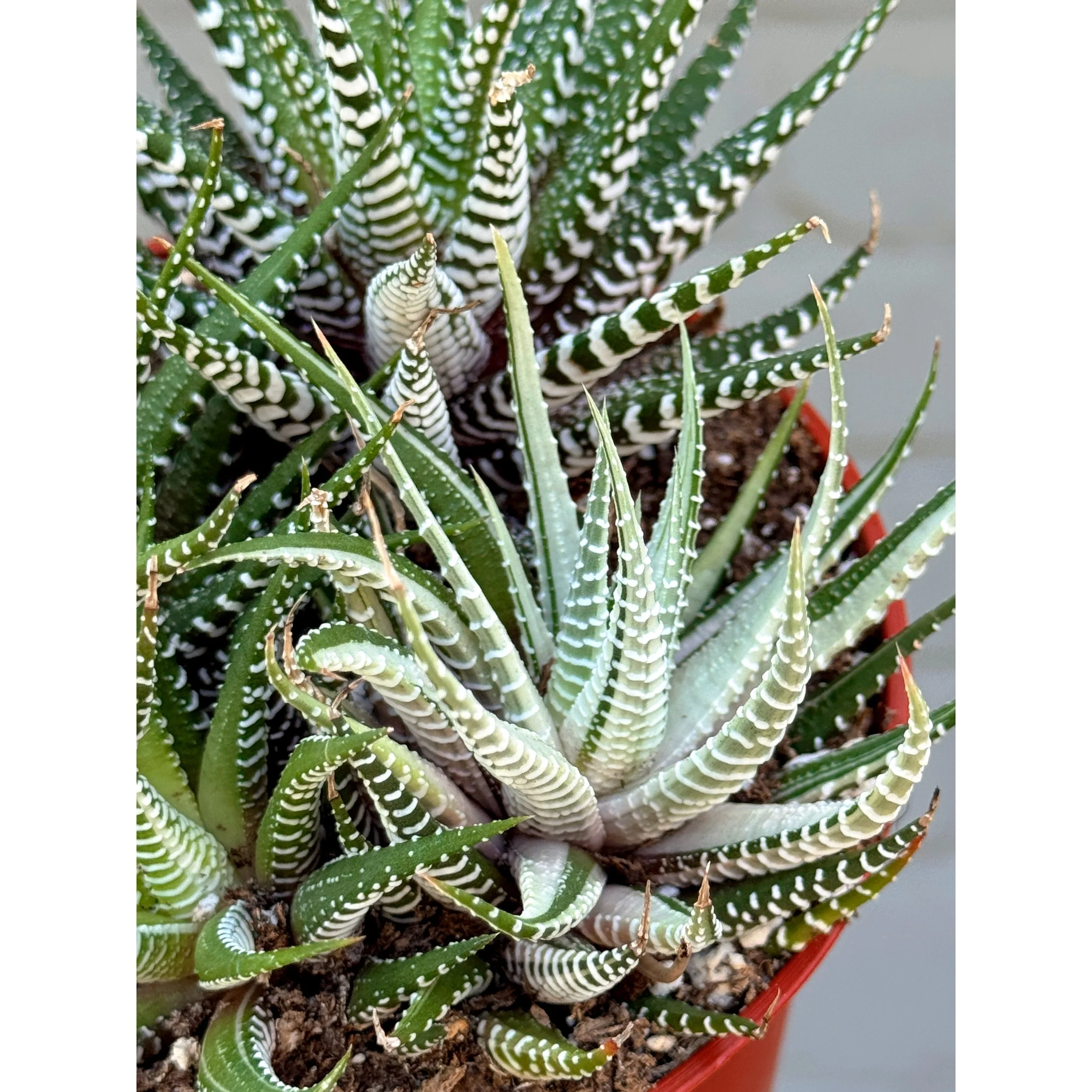 Haworthia Fasciata Mixed Variegated Pot