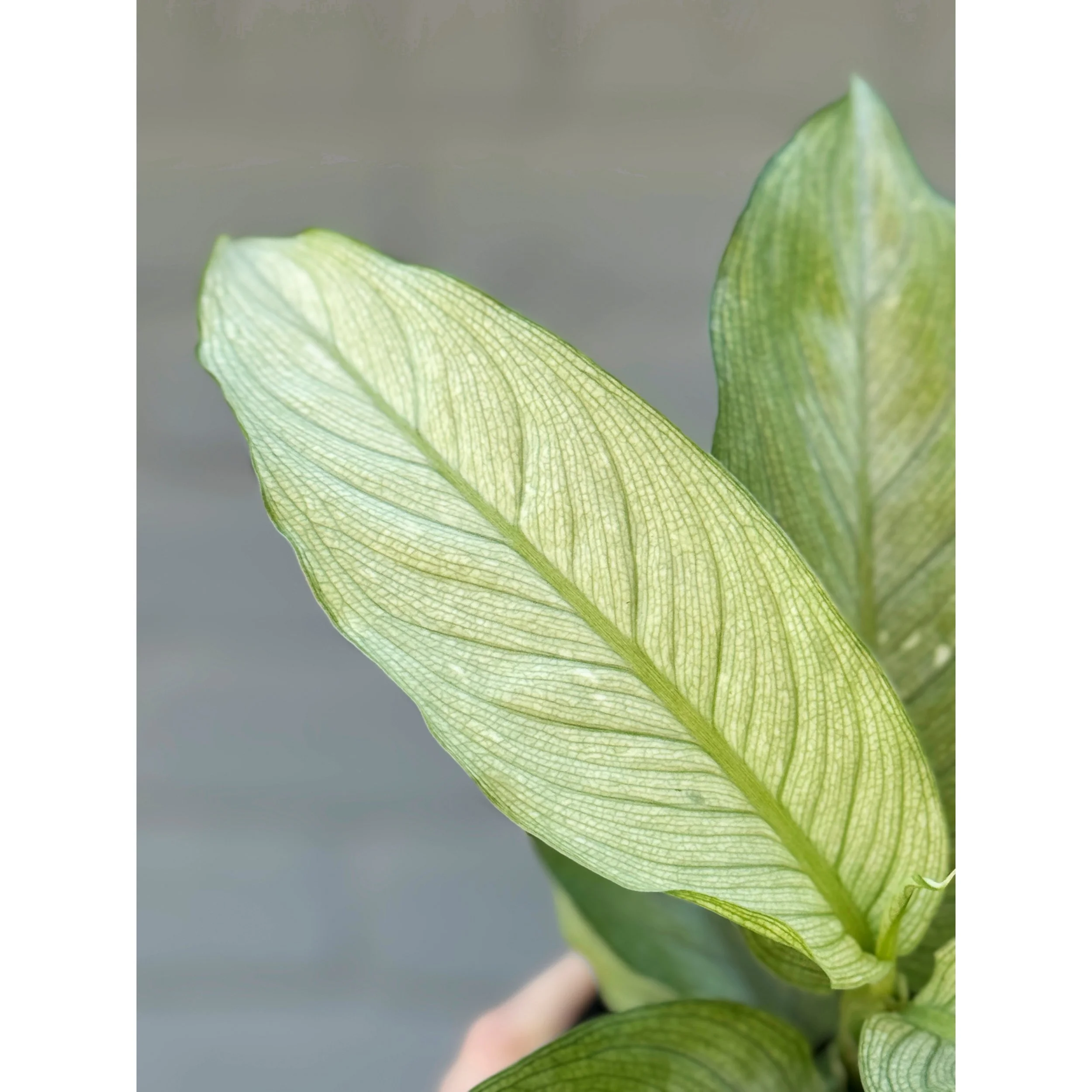 Dieffenbachia 'Milky Way'