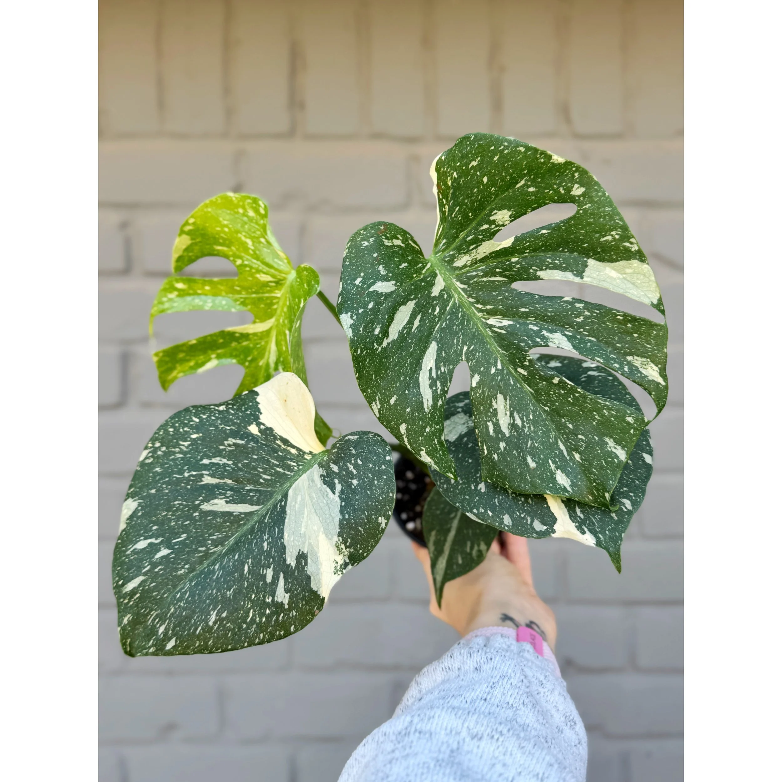 Monstera 'Thai Constellation'