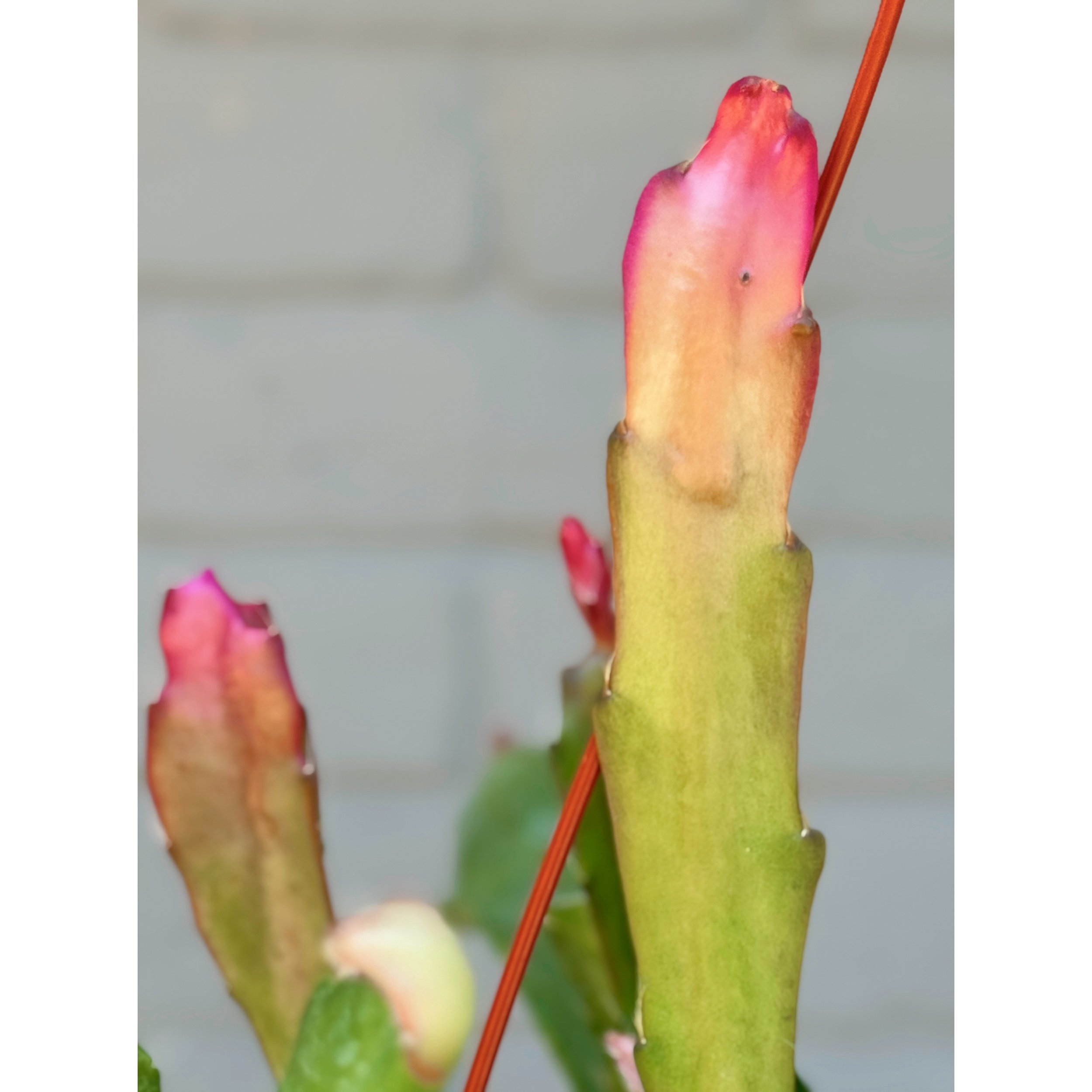 Epiphyllum Disocactus Ackermannii 'Orchid Cactus'