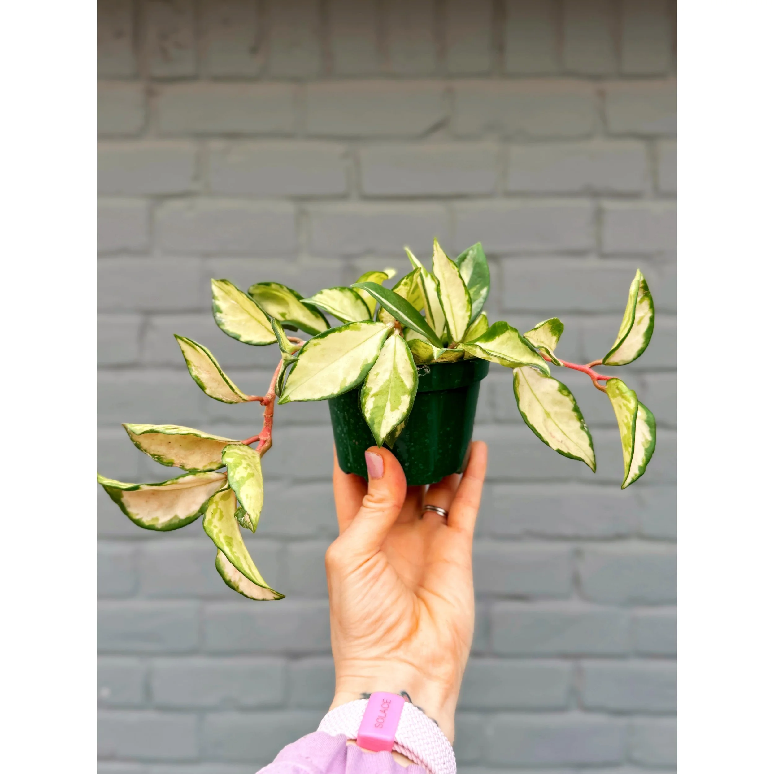 Hoya Carnosa Tricolor 'Krimson Princess' (High Color)